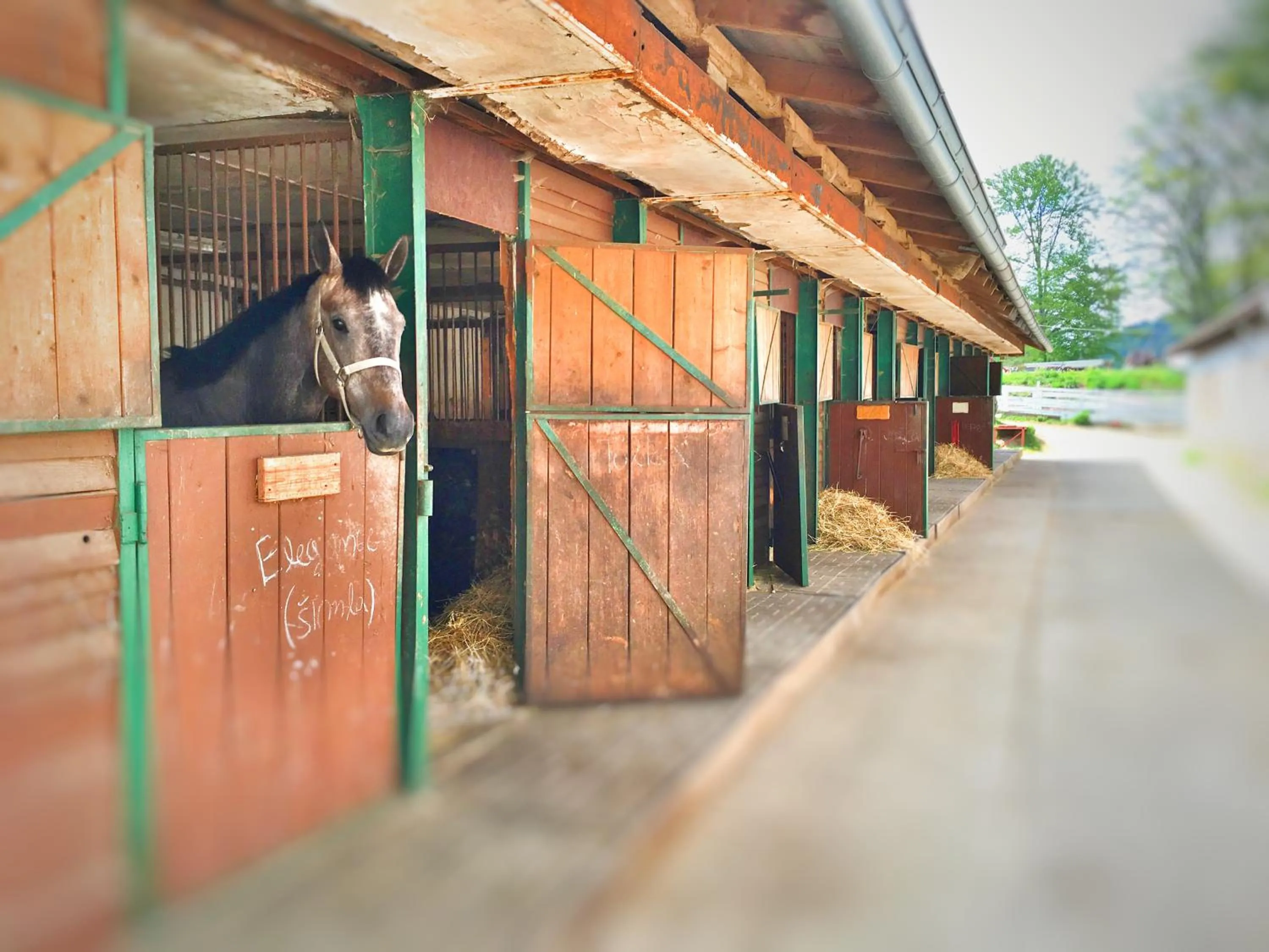 Horse-riding in Penzion Pegas Depoltovice