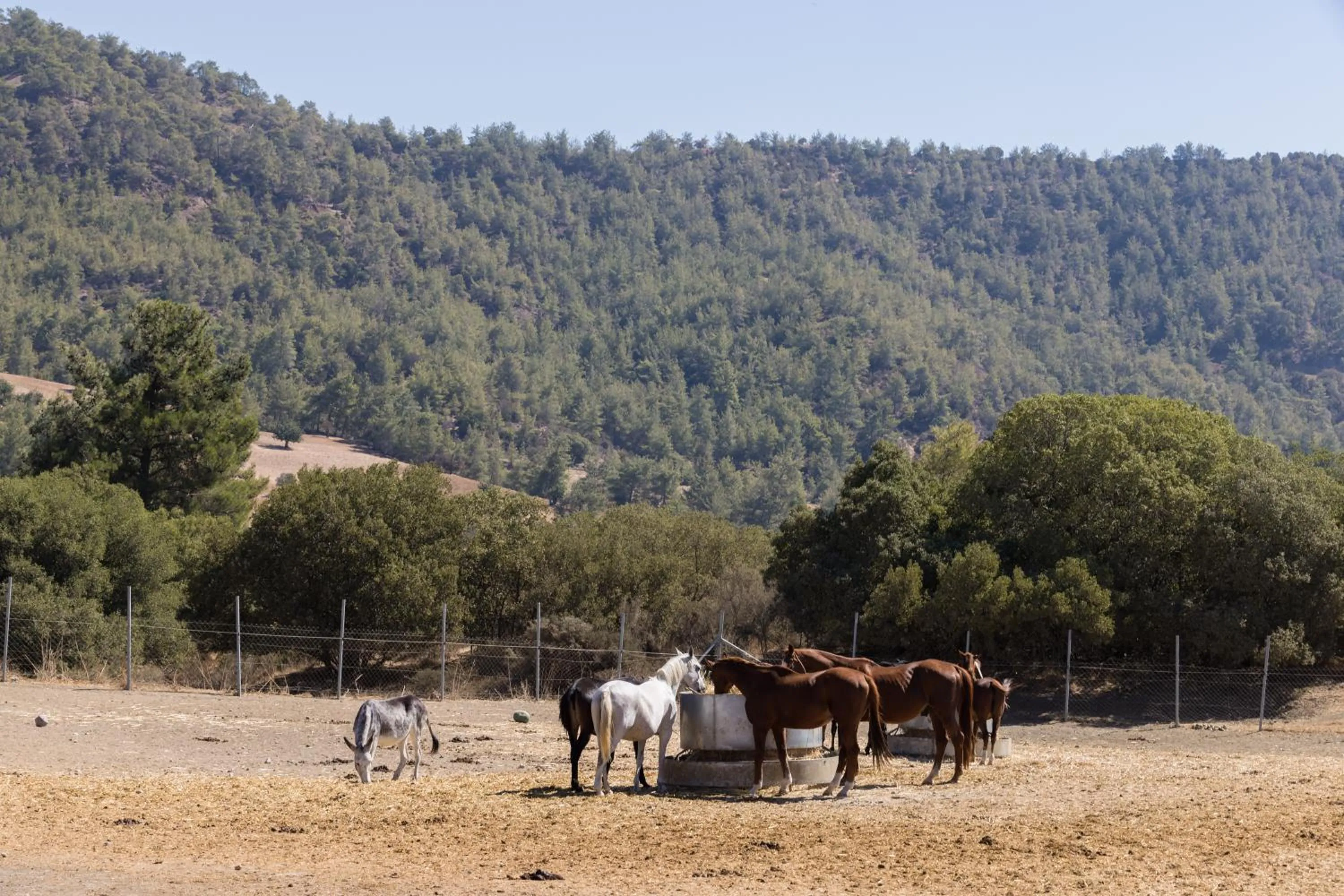 Demetriou Paradisos Hills Hotel