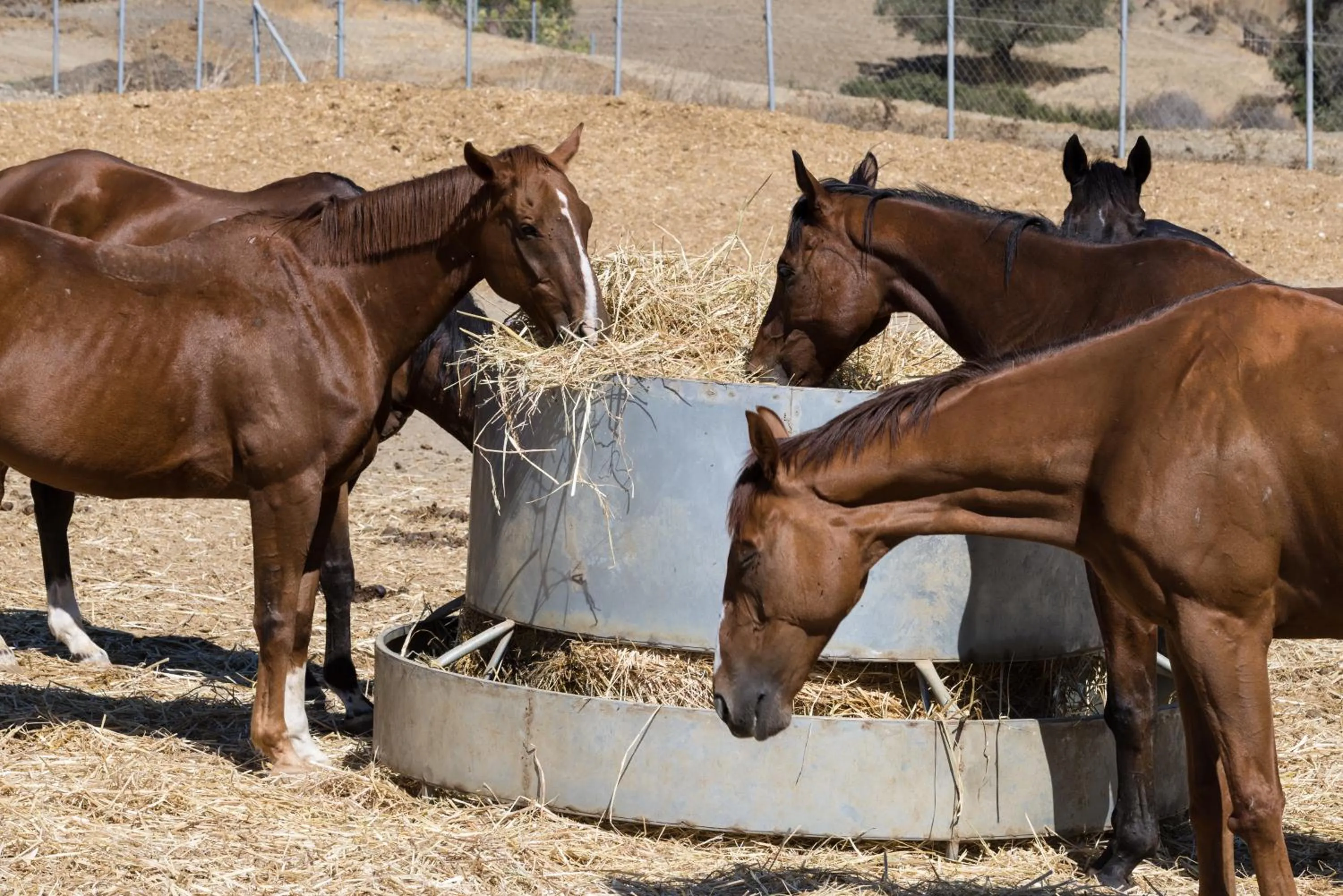 Demetriou Paradisos Hills Hotel