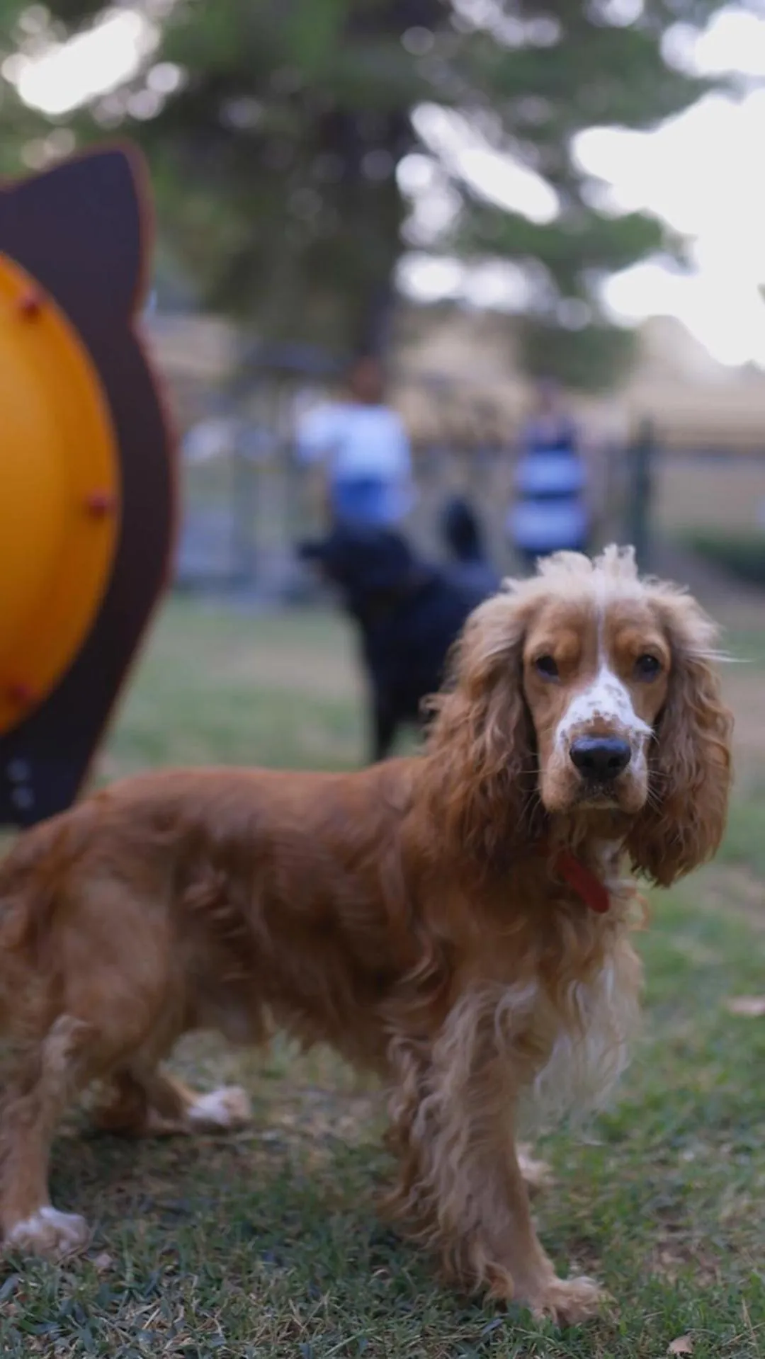 Pets in Hotel degli Ulivi