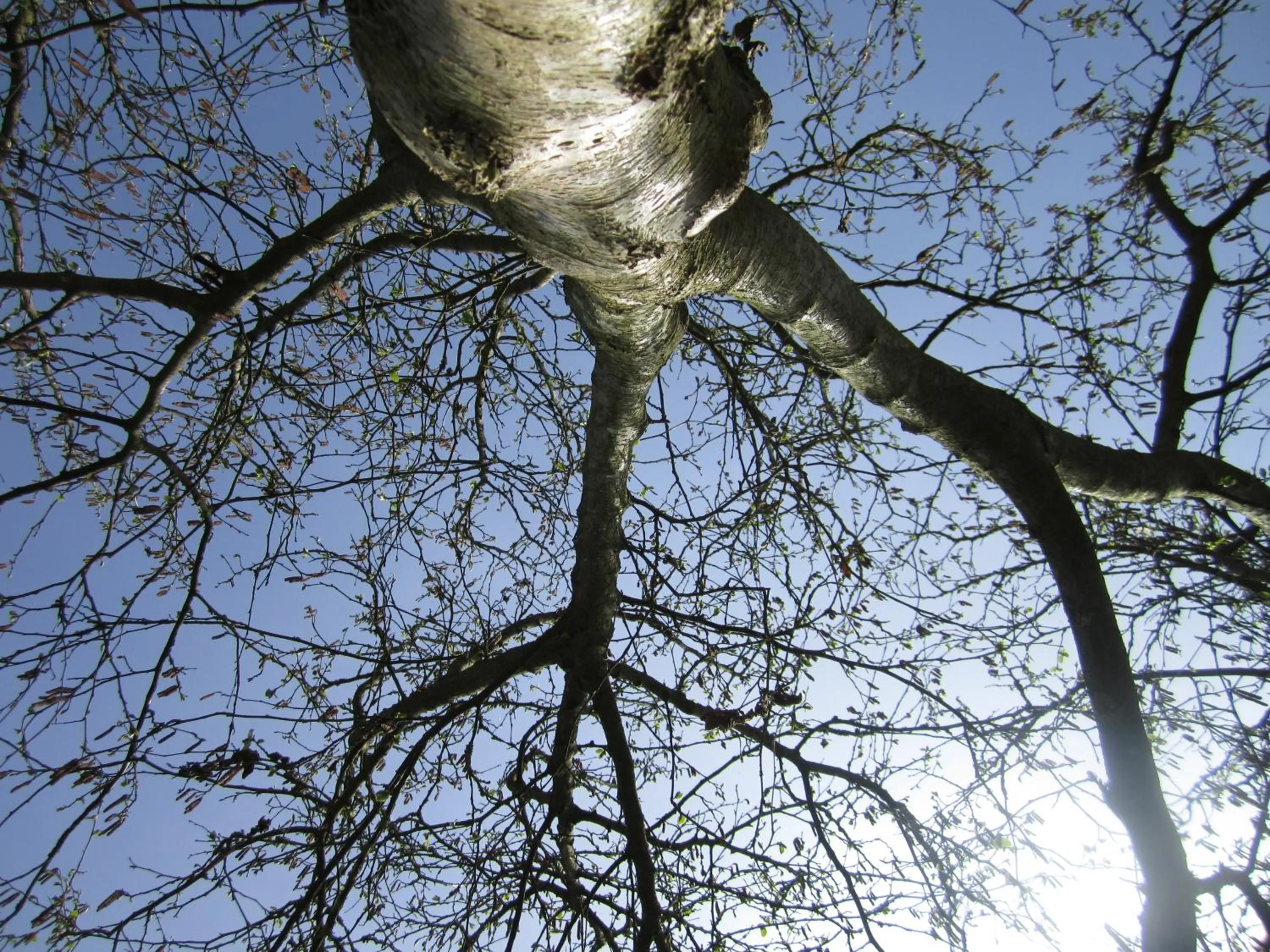 Spring in La Fleur et Le Soleil (F&S)