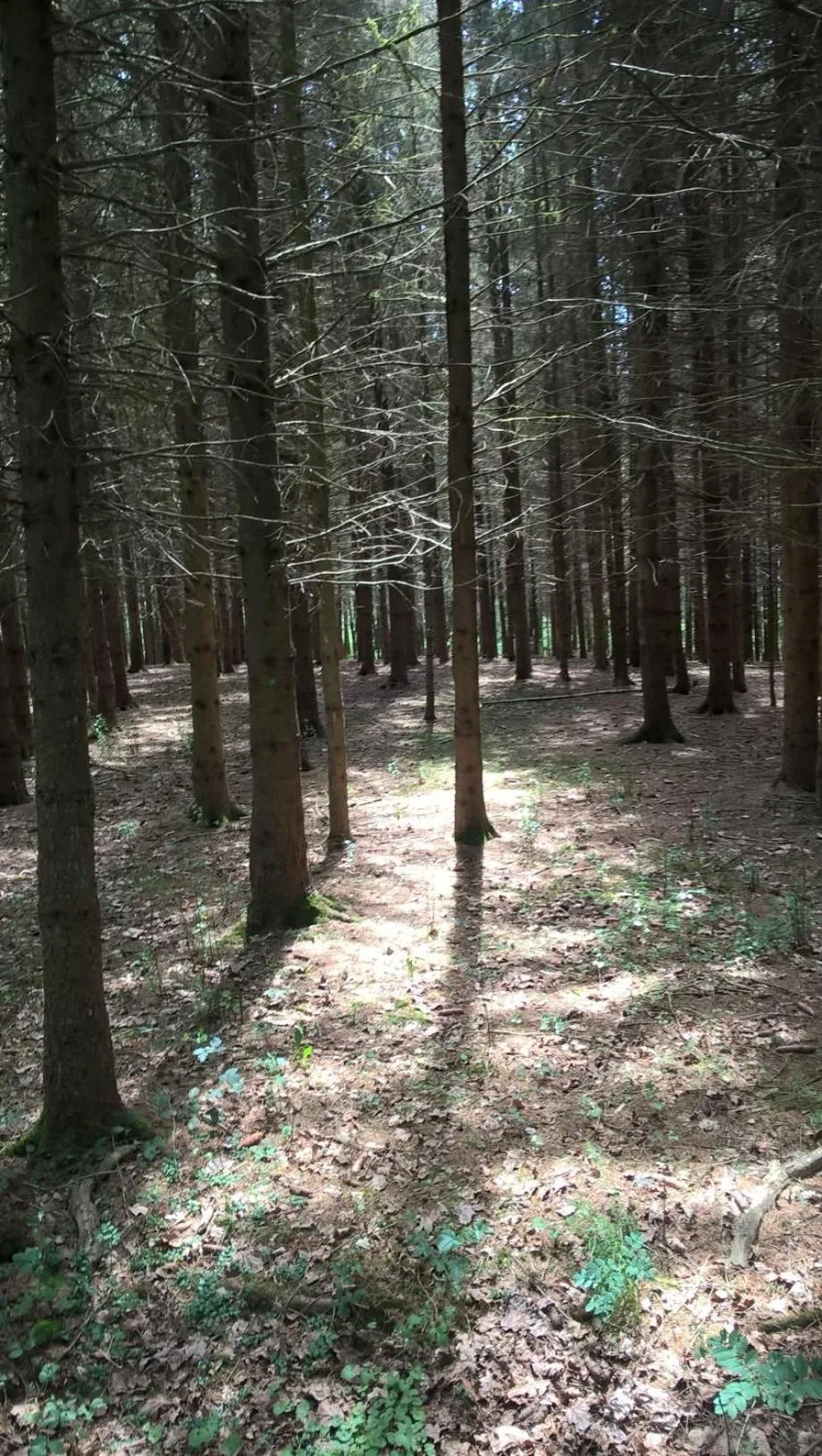 Nearby landmark in La Fleur et Le Soleil (F&S)