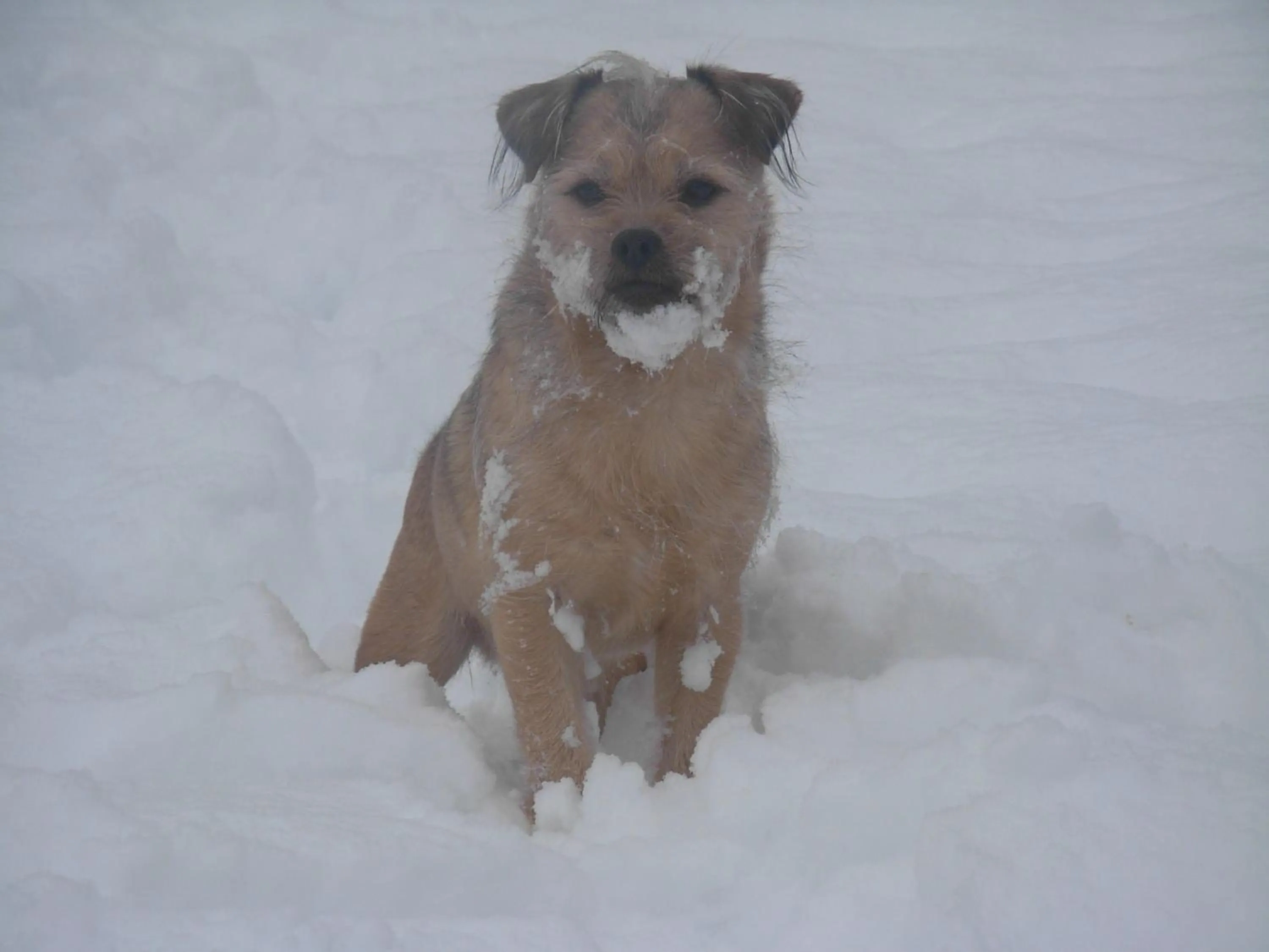 Animals in La Fleur et Le Soleil (F&S)