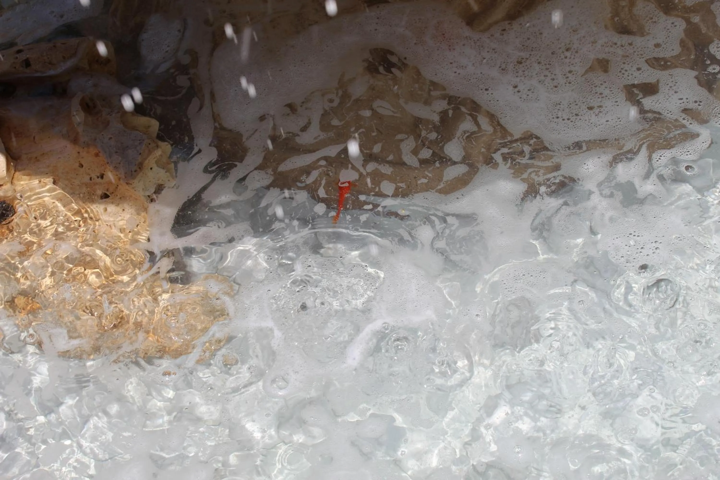 Animals in Green Garden