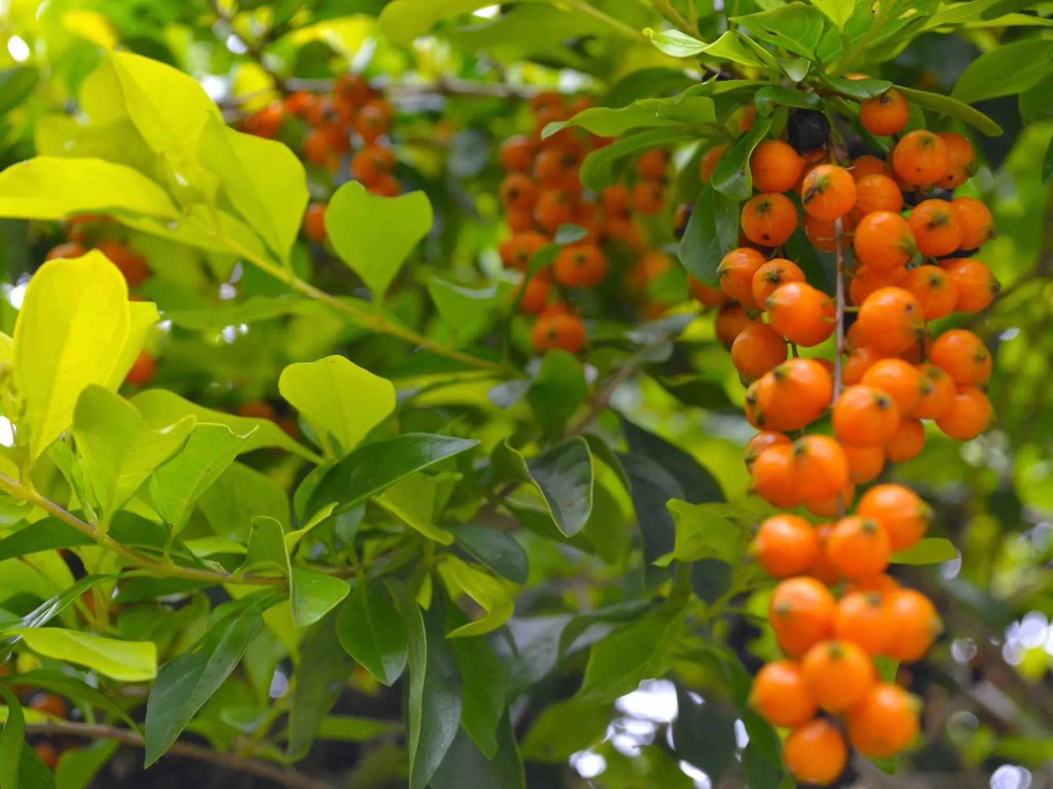 Garden in Hotel Campestre UMPALÁ