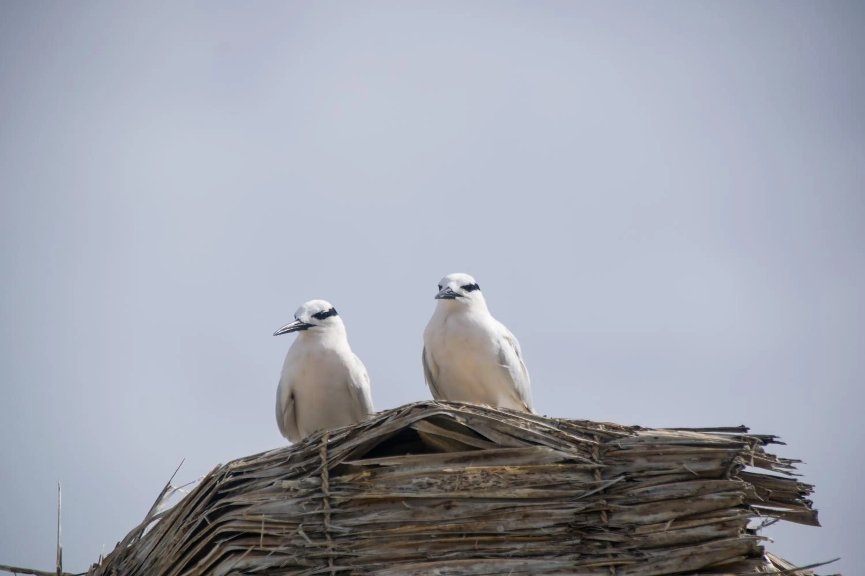 Bird's eye view in Makunudu Island- An Intimate Hideaway