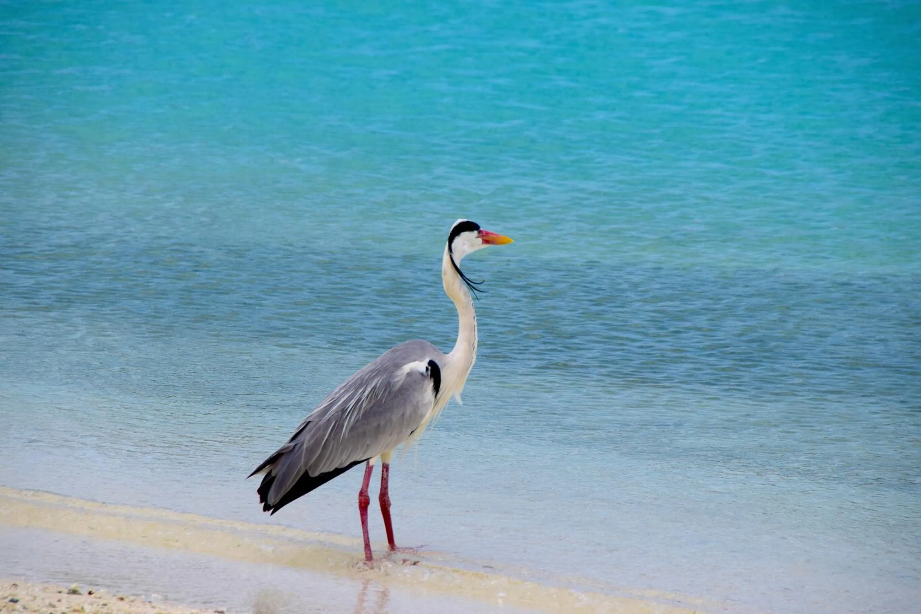 Bird's eye view in Makunudu Island- An Intimate Hideaway