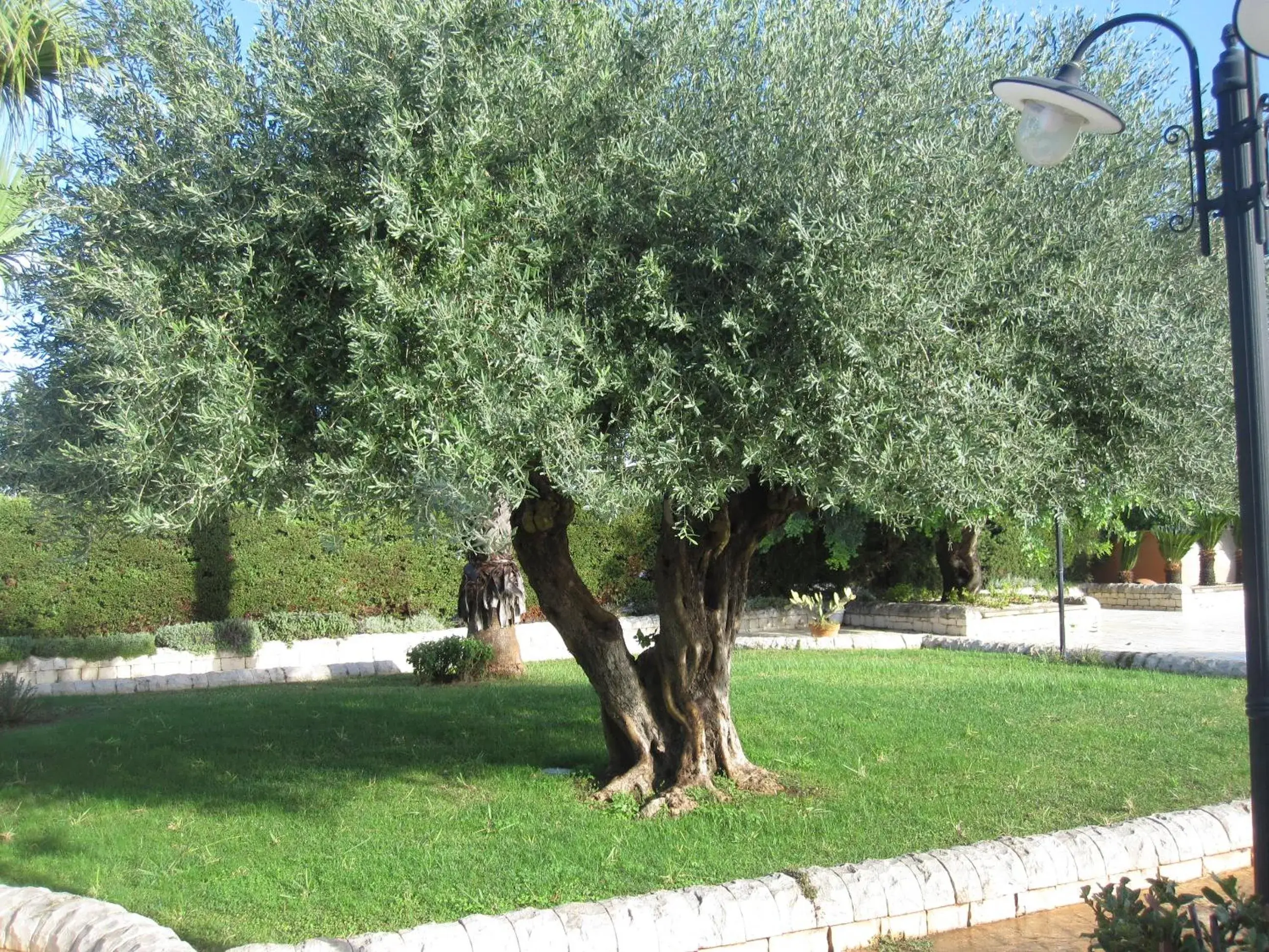 Garden in Hotel Continental