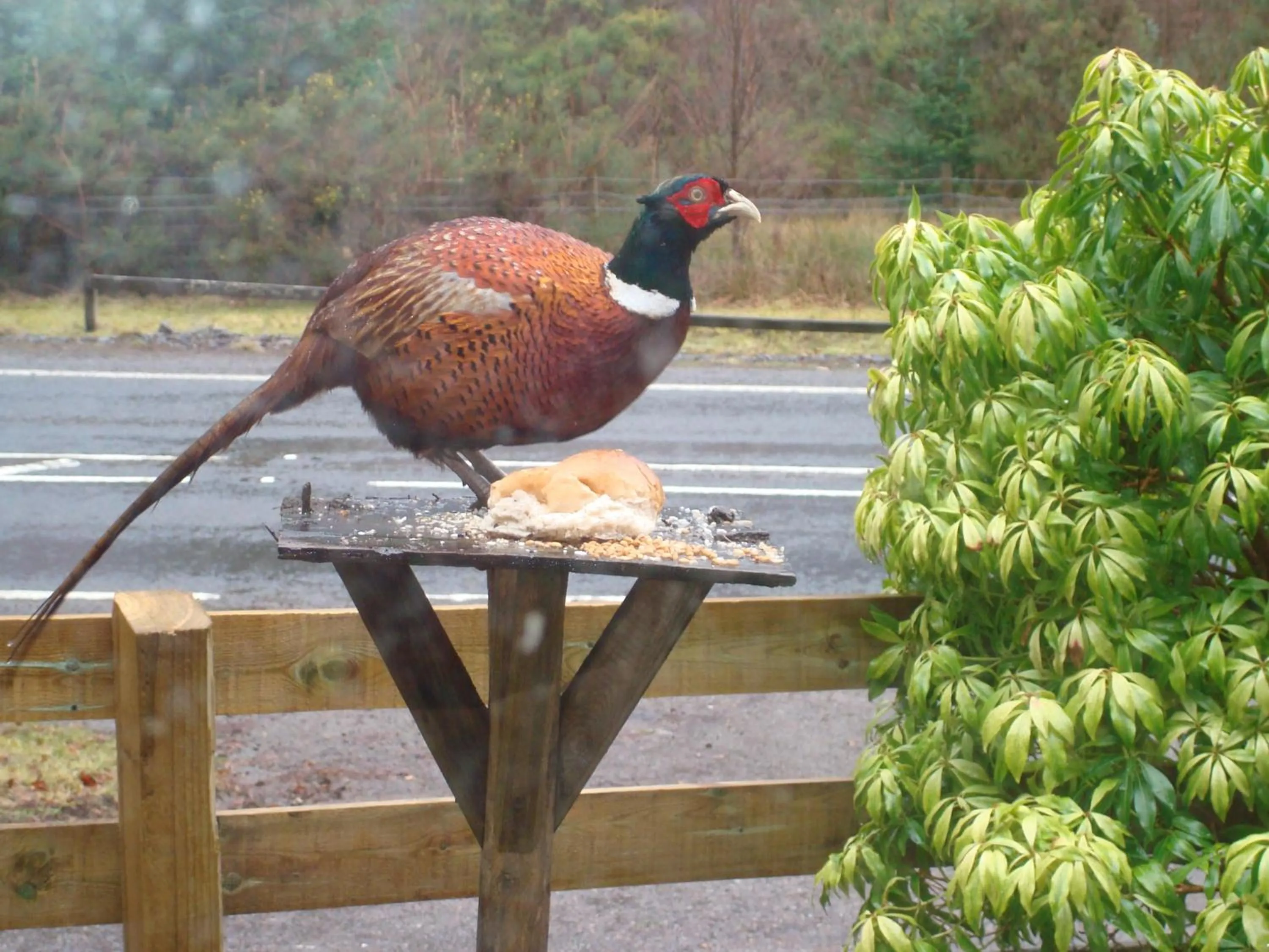 Animals in Corriegour Lodge Hotel