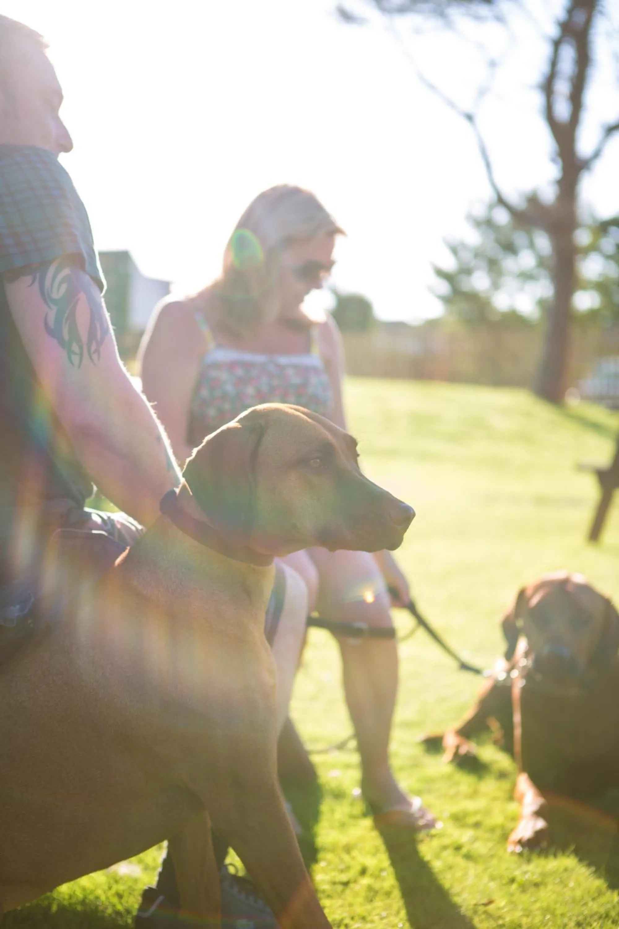 Garden in The Valley Hotel, Anglesey