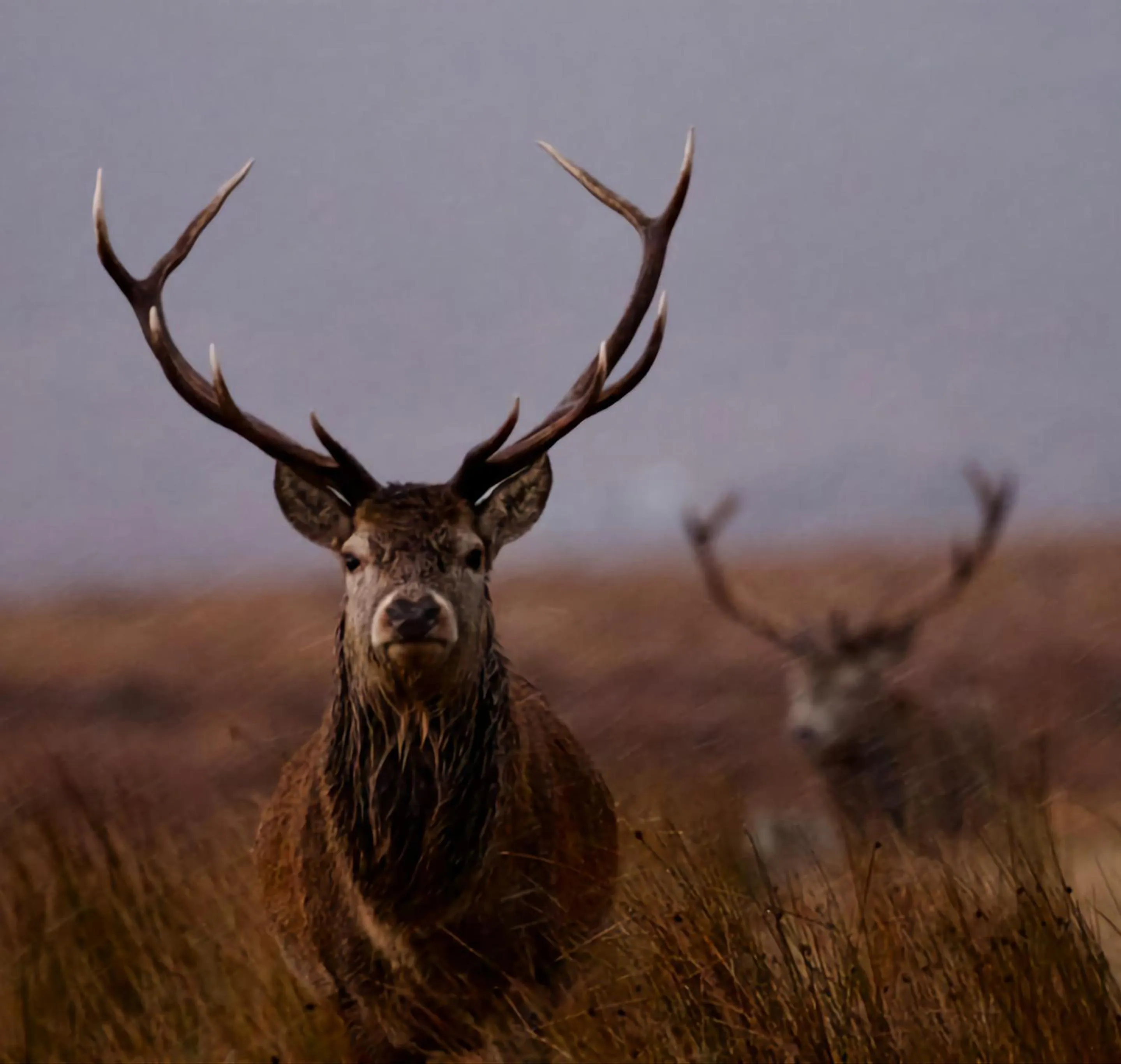 Animals in Garvault House