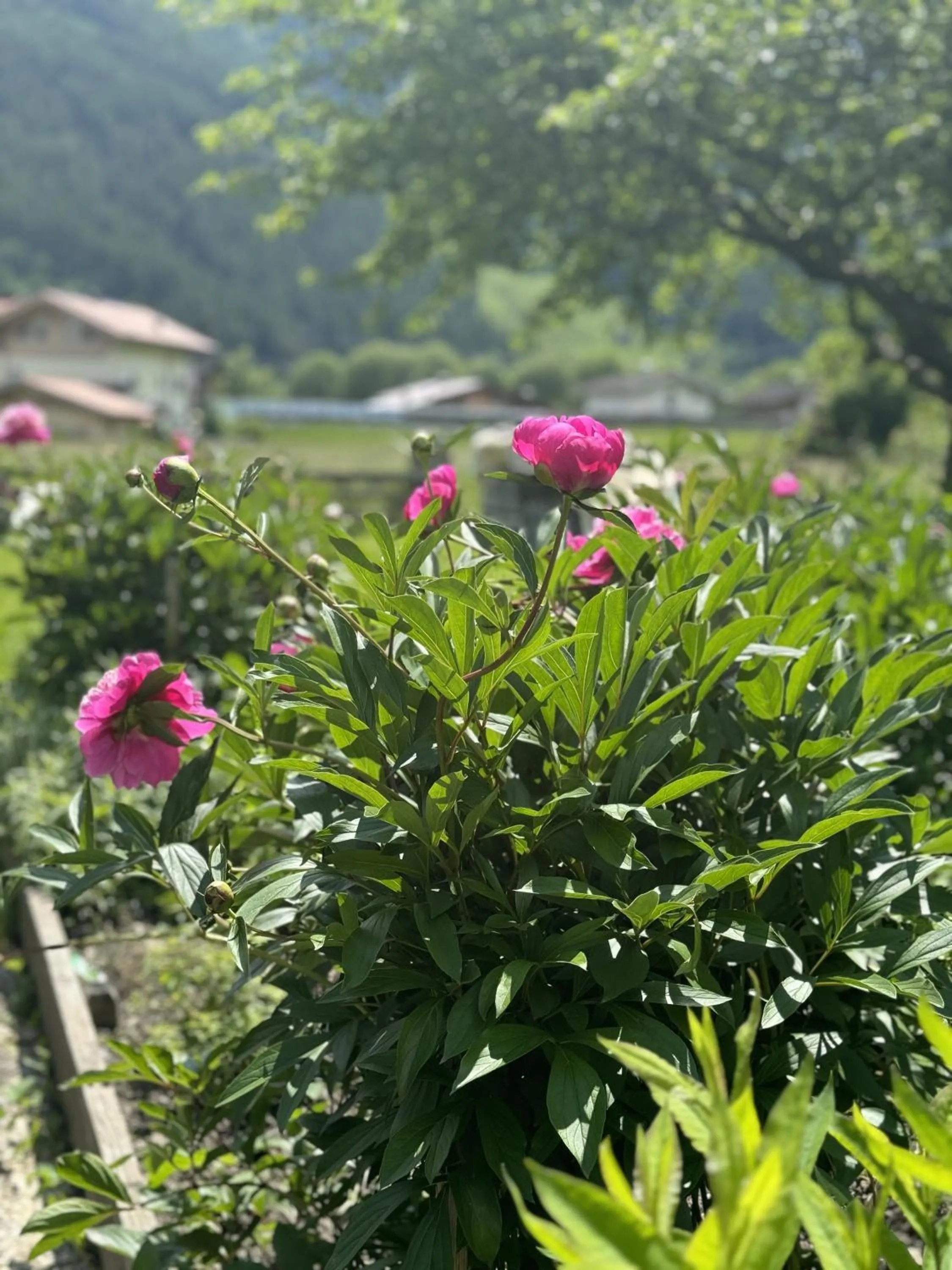 Garden in Hotel Senningerbräu