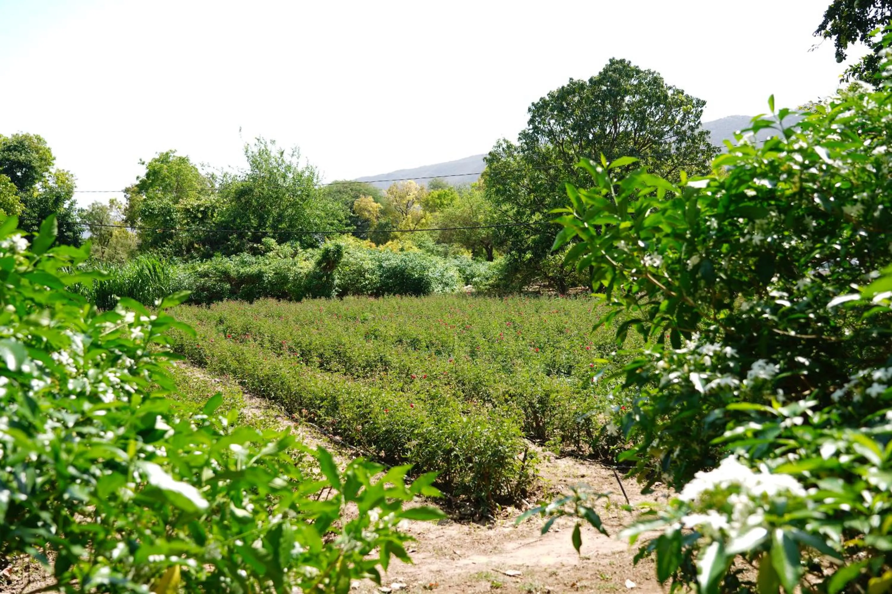 Spring in Heli Pushkar