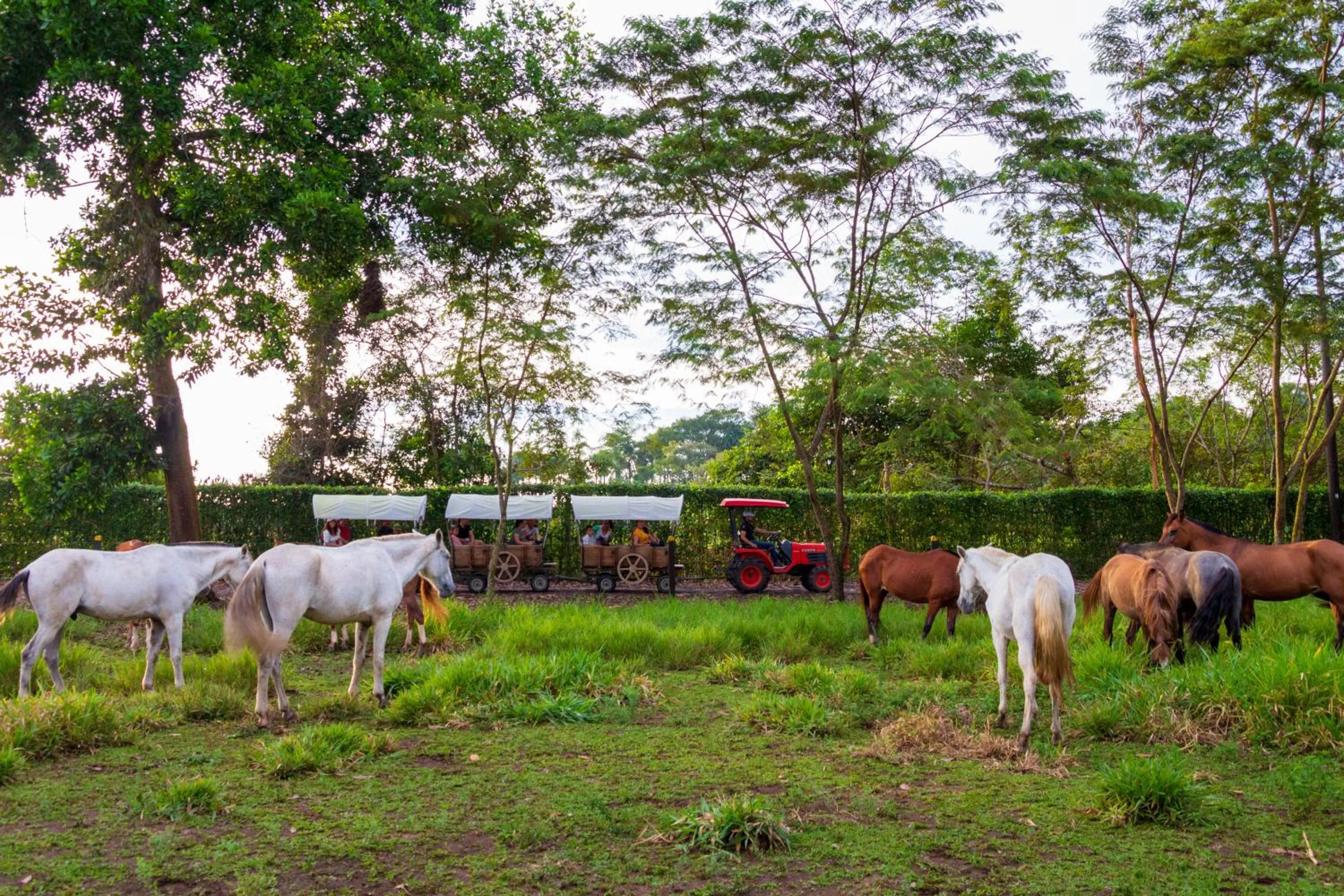 Animals in Hotel Campestre La Potra