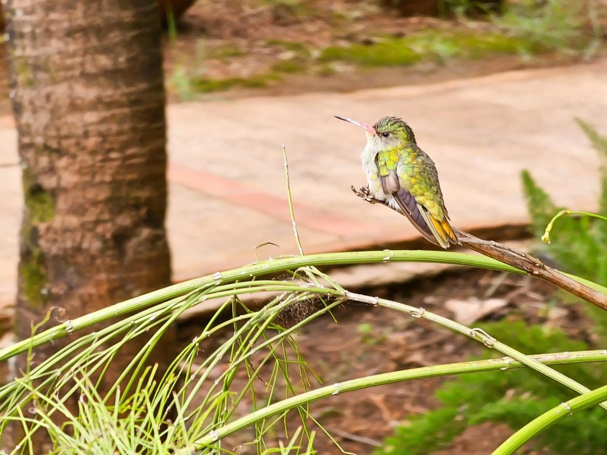 Garden in Hotel Pousada Águas de Bonito