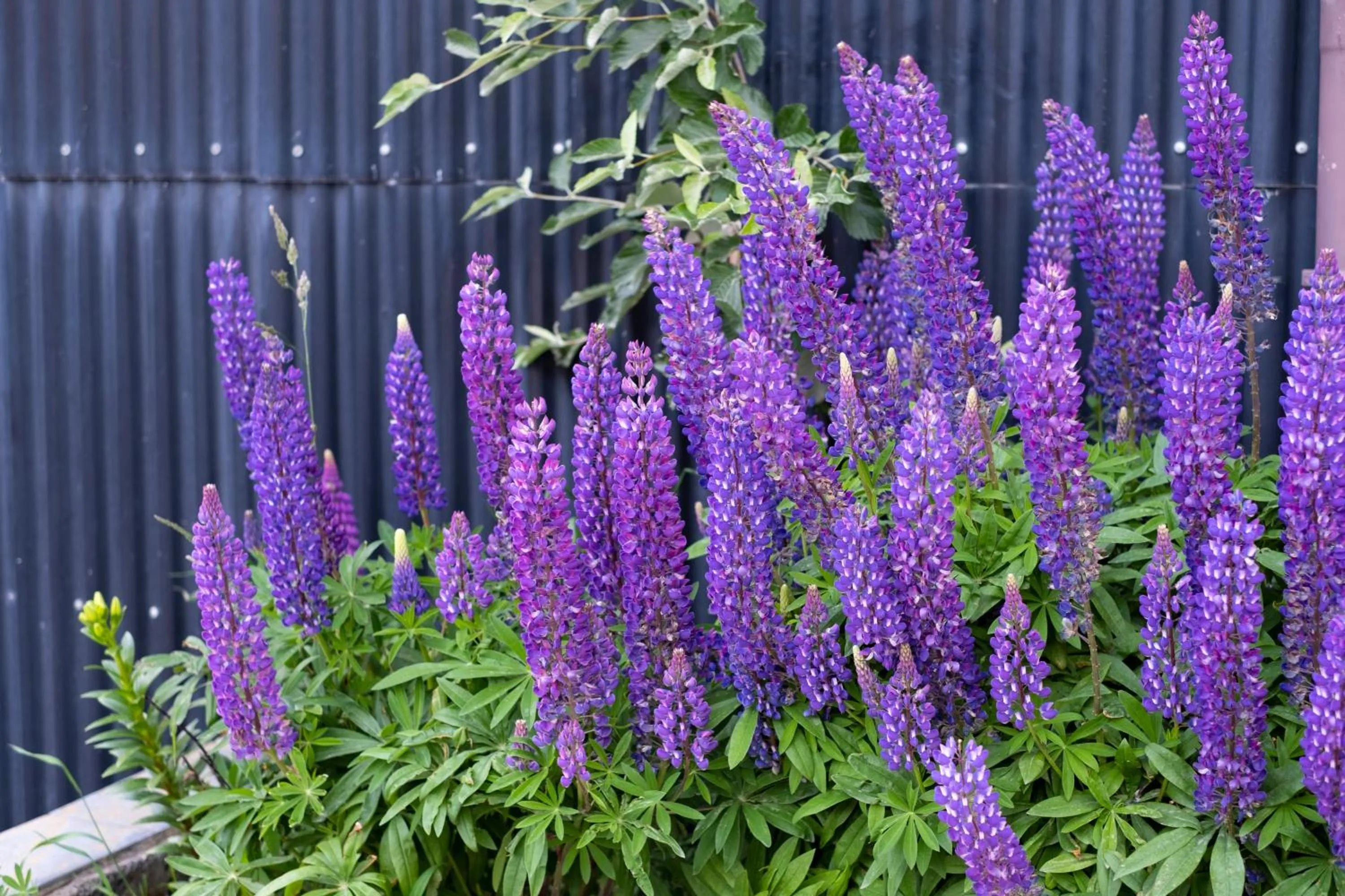 Garden in Weskar Lodge Hotel