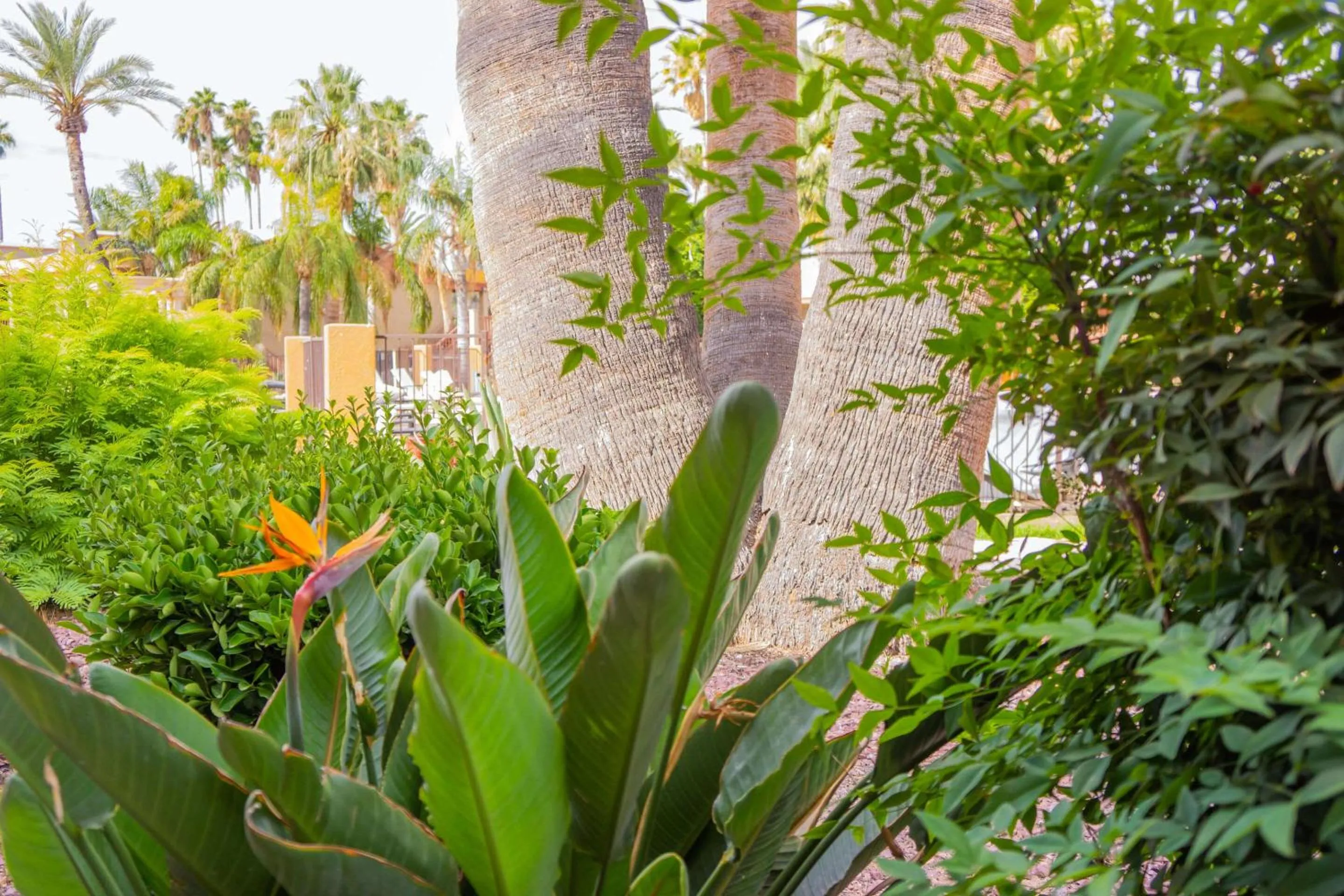 Other in Hotel Tucson City Center, an Ascend Hotel Collection Member