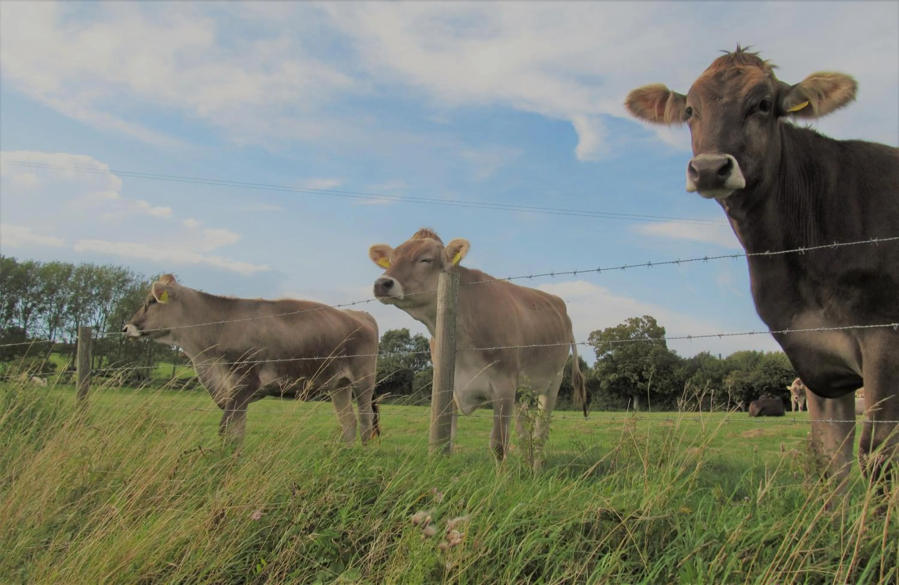 Animals in The Three Horseshoes