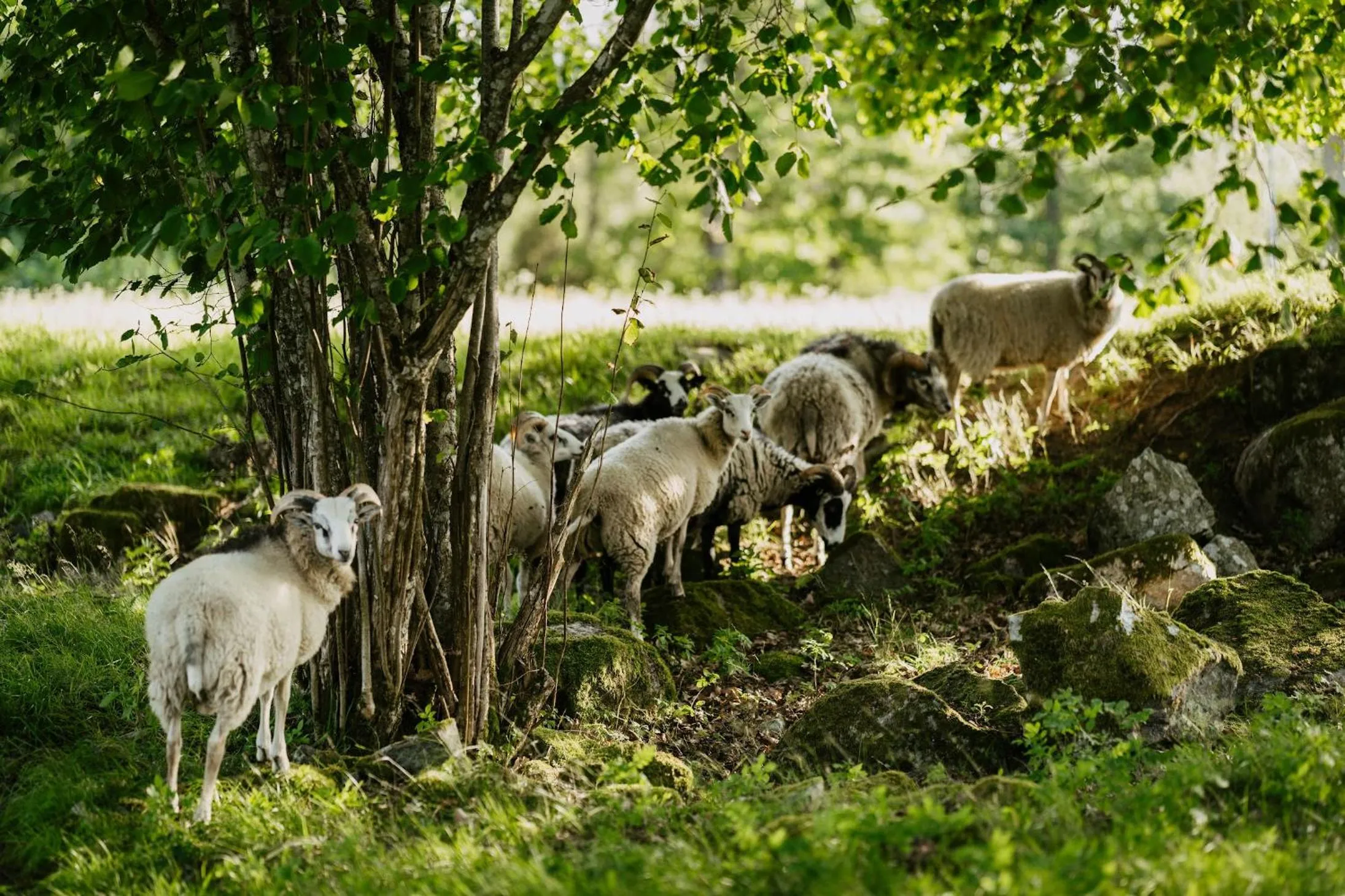 Animals in Ödevata Gårdshotell