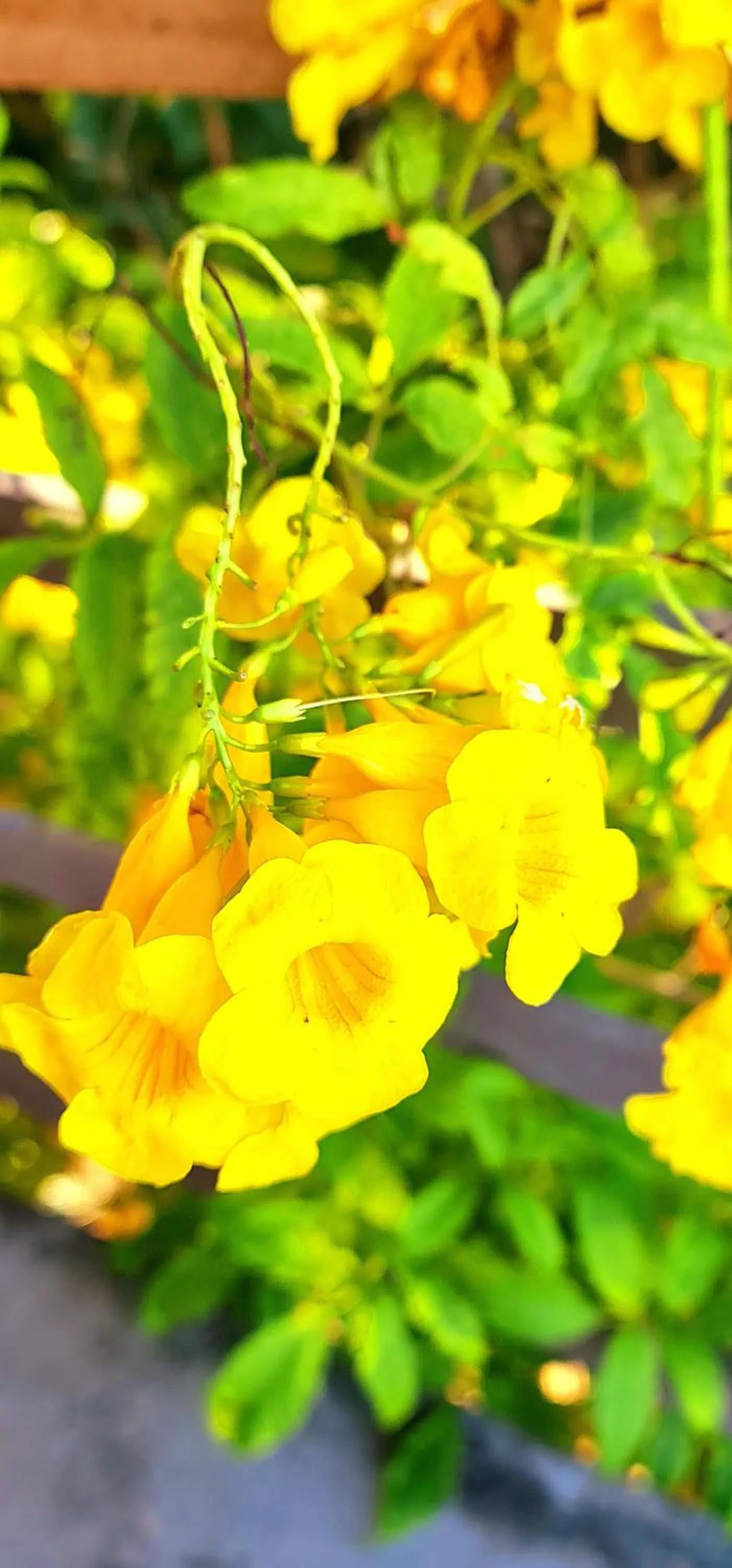 Natural landscape in Di Pipa Rooms - Hidromassagem Externa