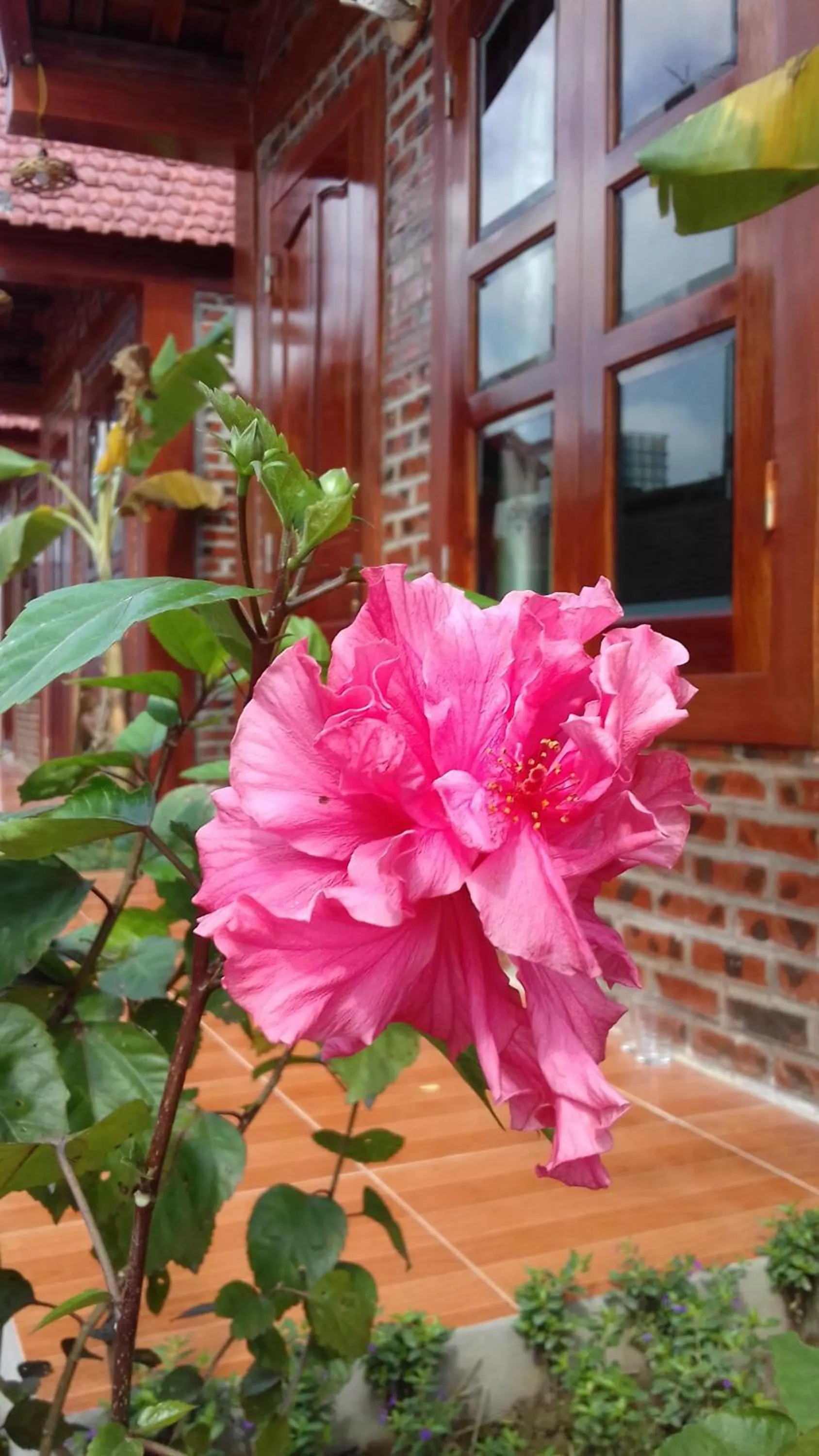 Garden in Tam Coc Rice Fields Homestay
