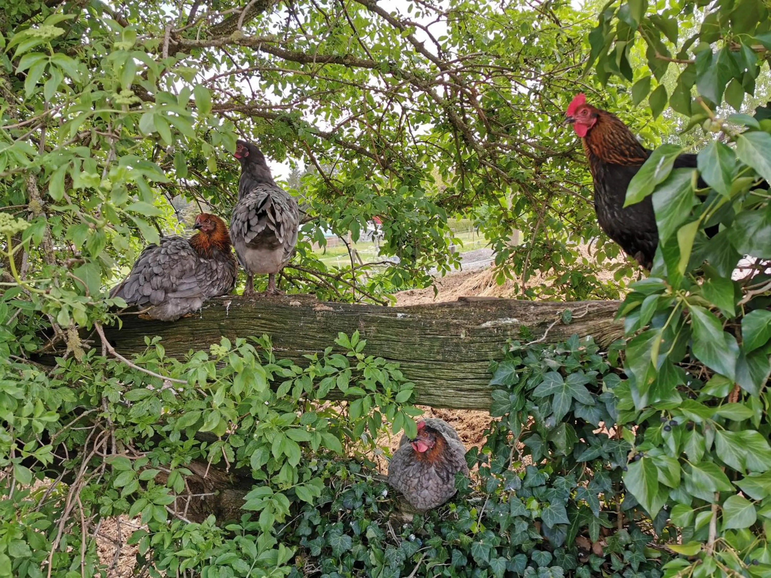 Animals in Landpension Pferdekoppel - B&B - Self Checkin