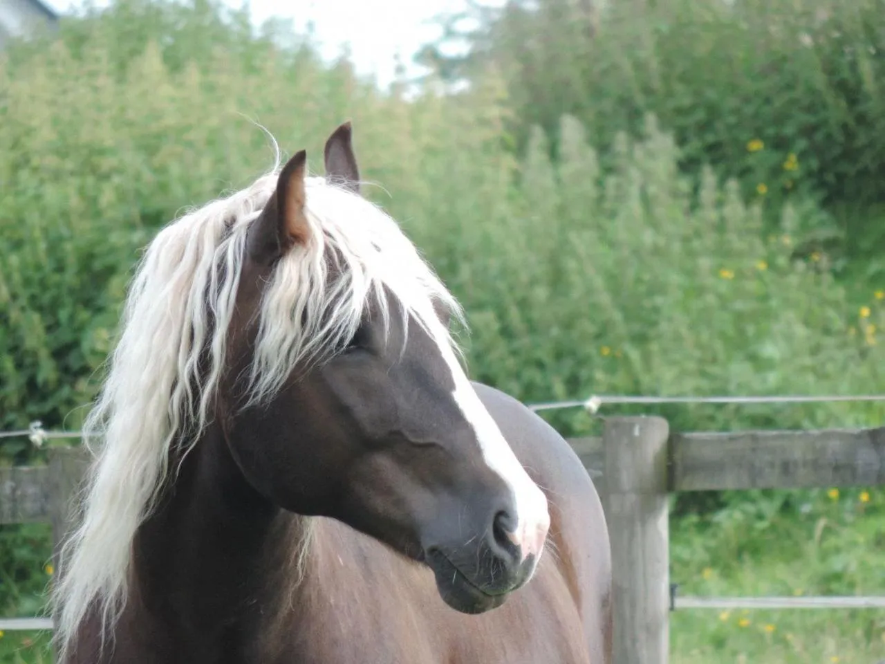 Landpension Pferdekoppel - B&B - Self Checkin