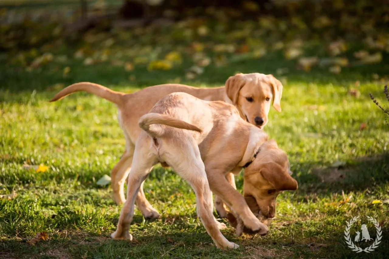 Animals in Landpension Pferdekoppel - B&B - Self Checkin