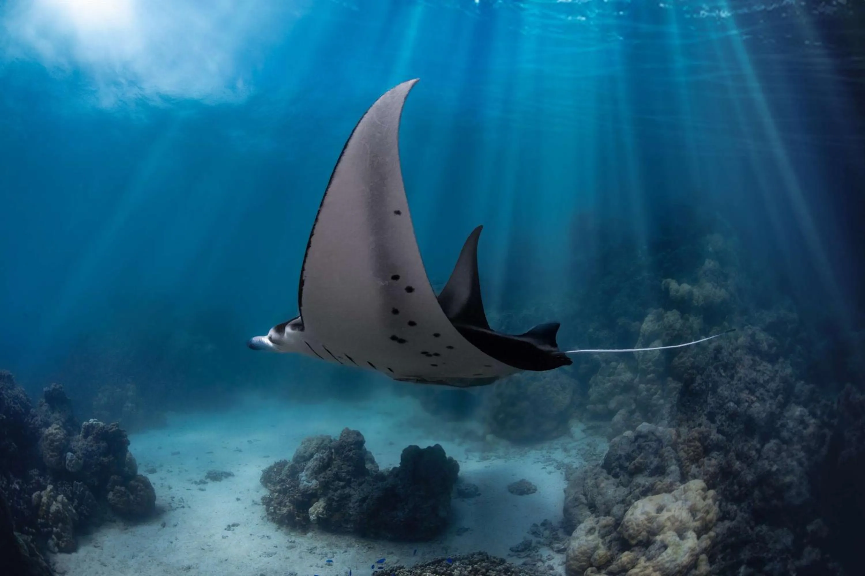 Sports in Conrad Bora Bora Nui