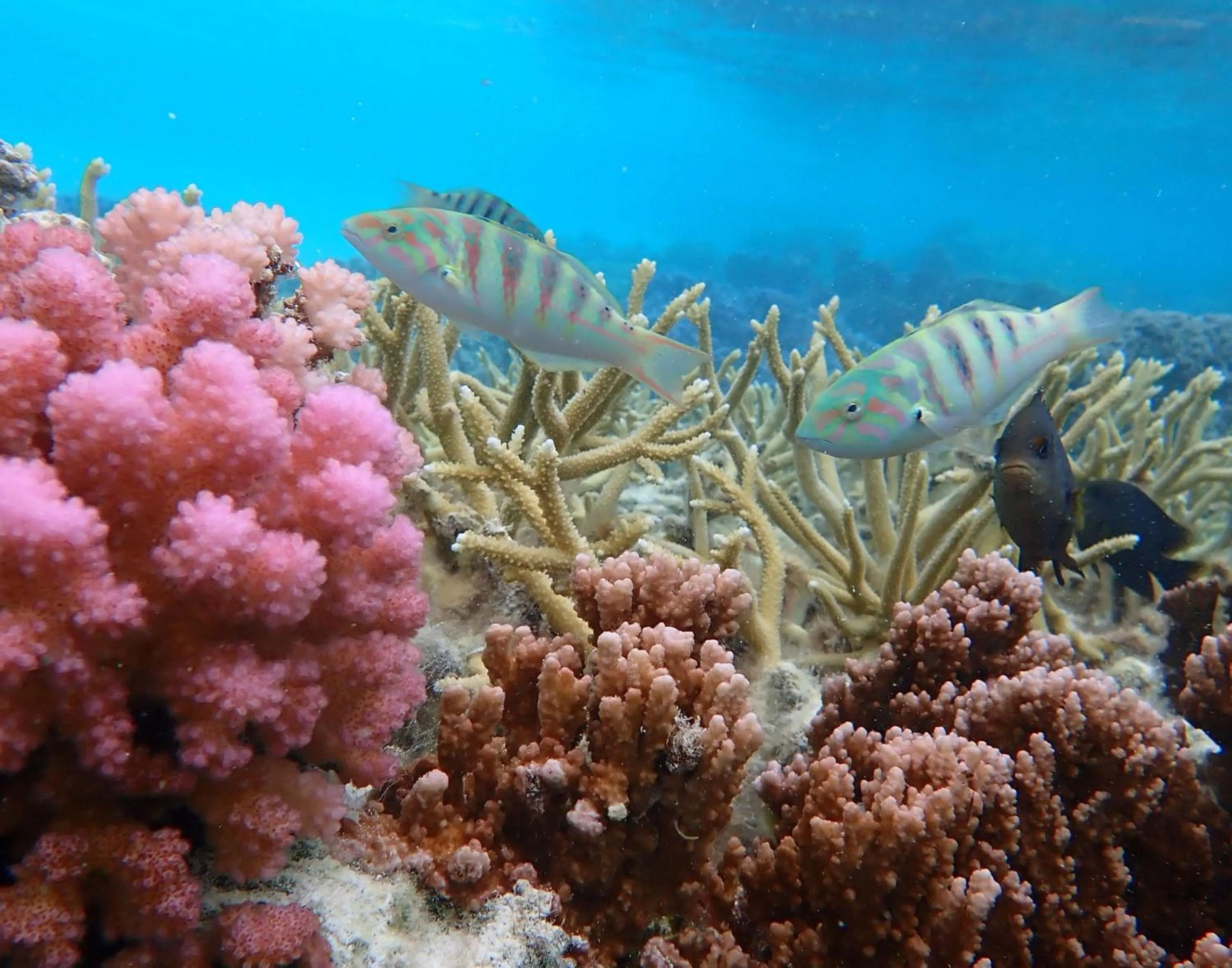 Sports in Conrad Bora Bora Nui