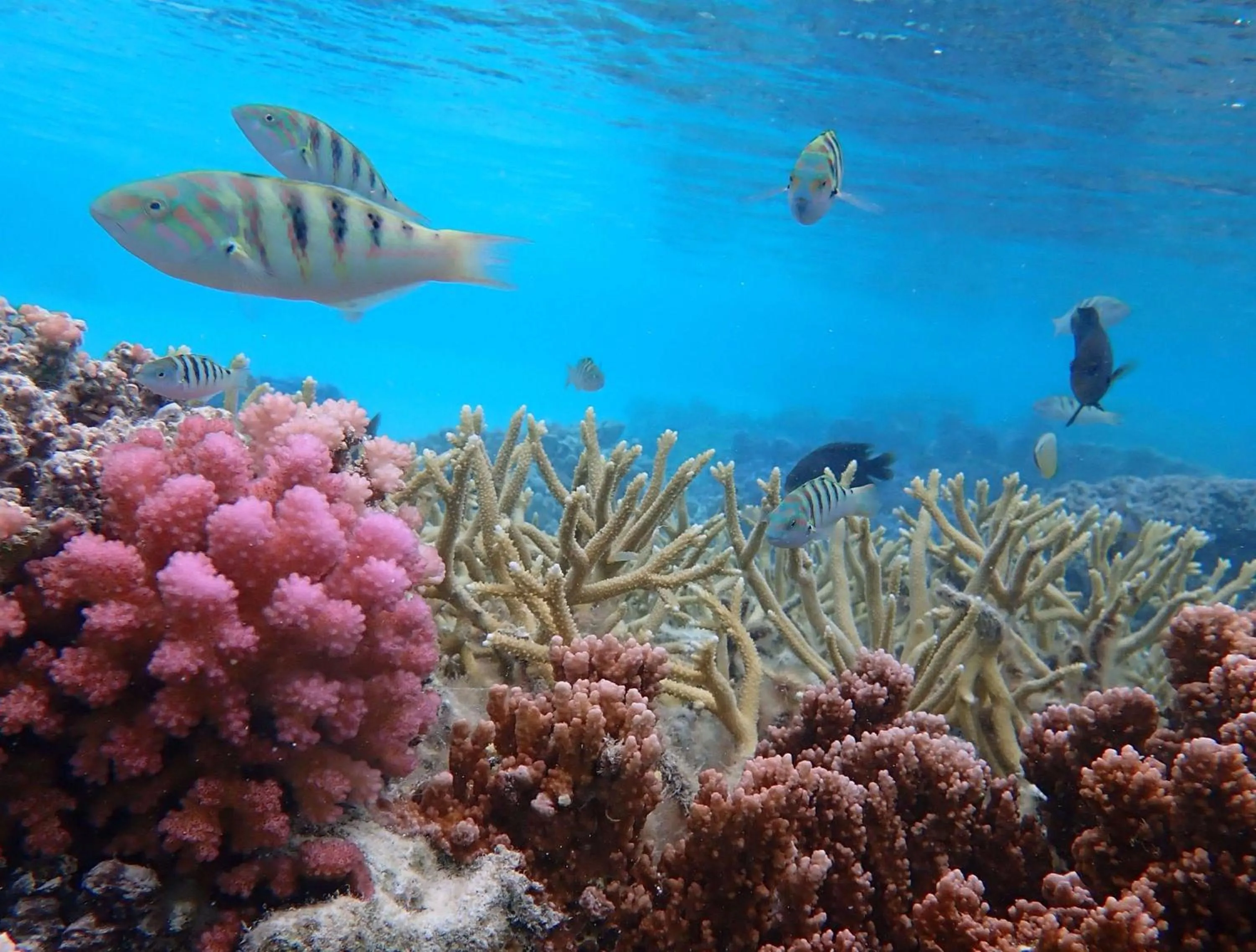 Sports in Conrad Bora Bora Nui