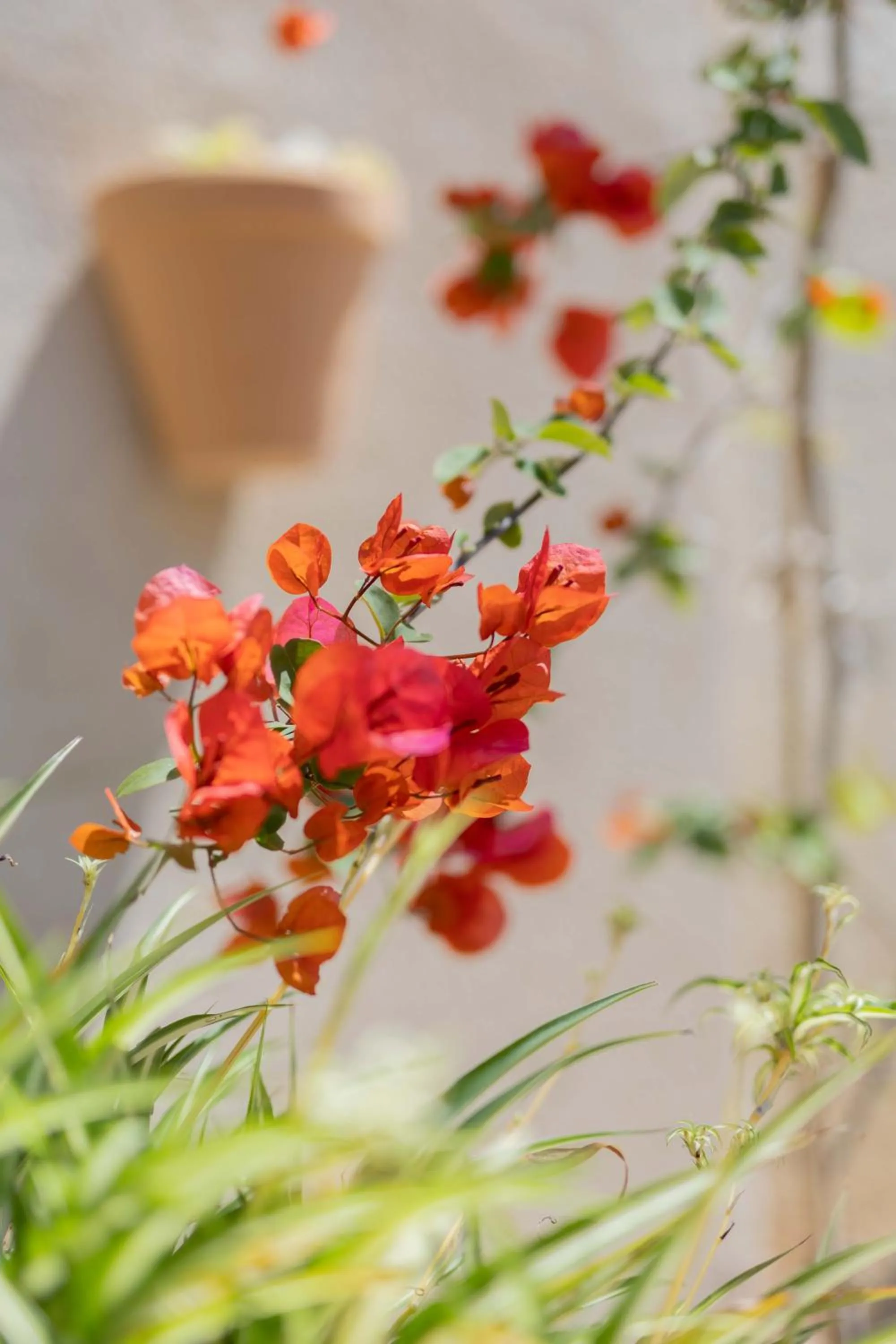 Spring in Agroturismo Son Boronat