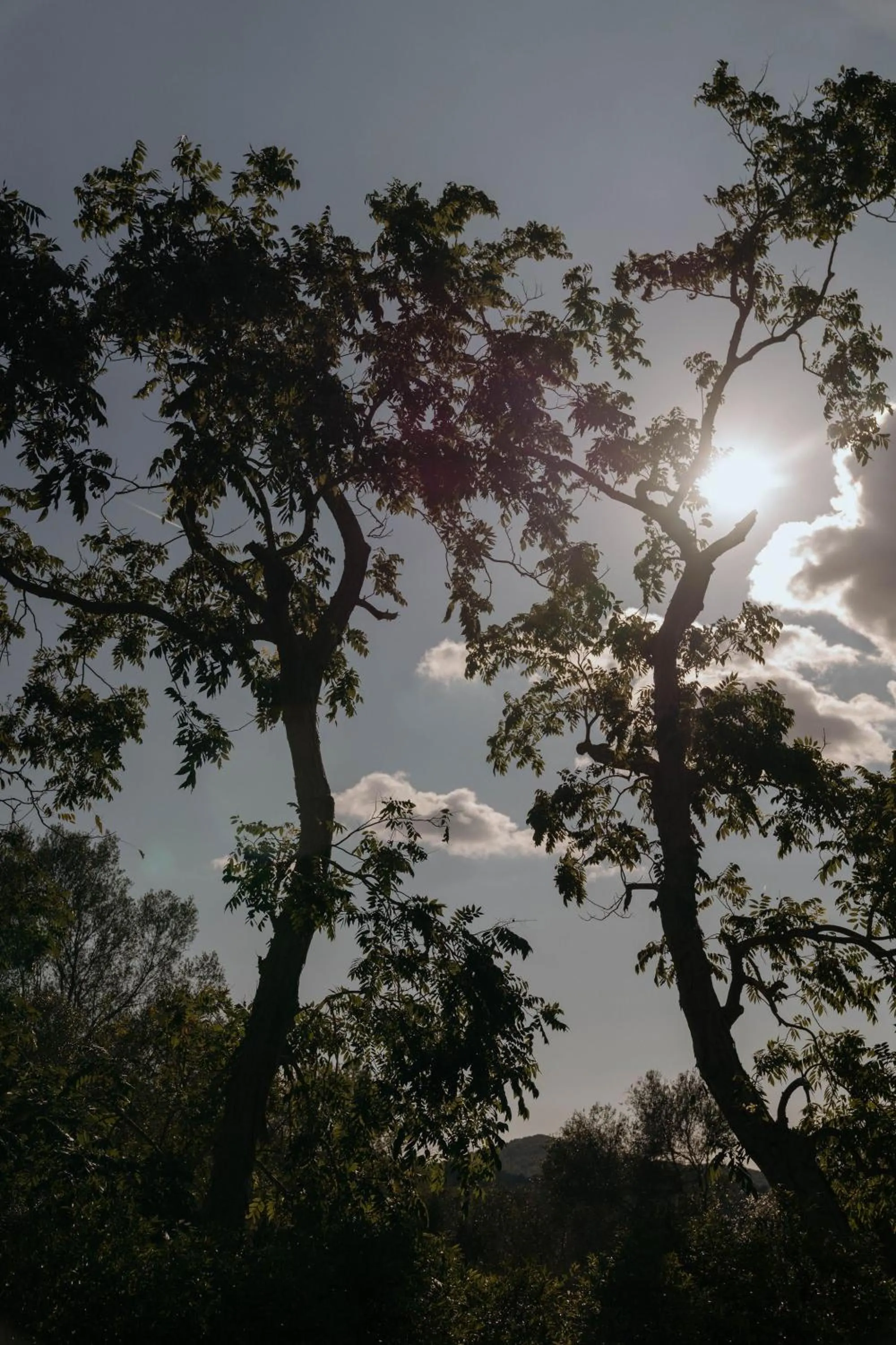 Day in Agroturismo Son Boronat