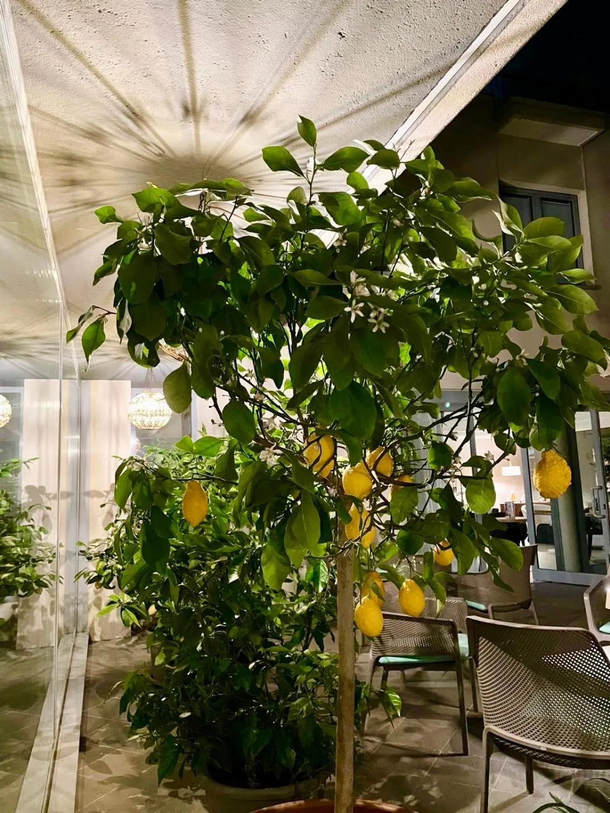 Garden in Hotel Alfieri