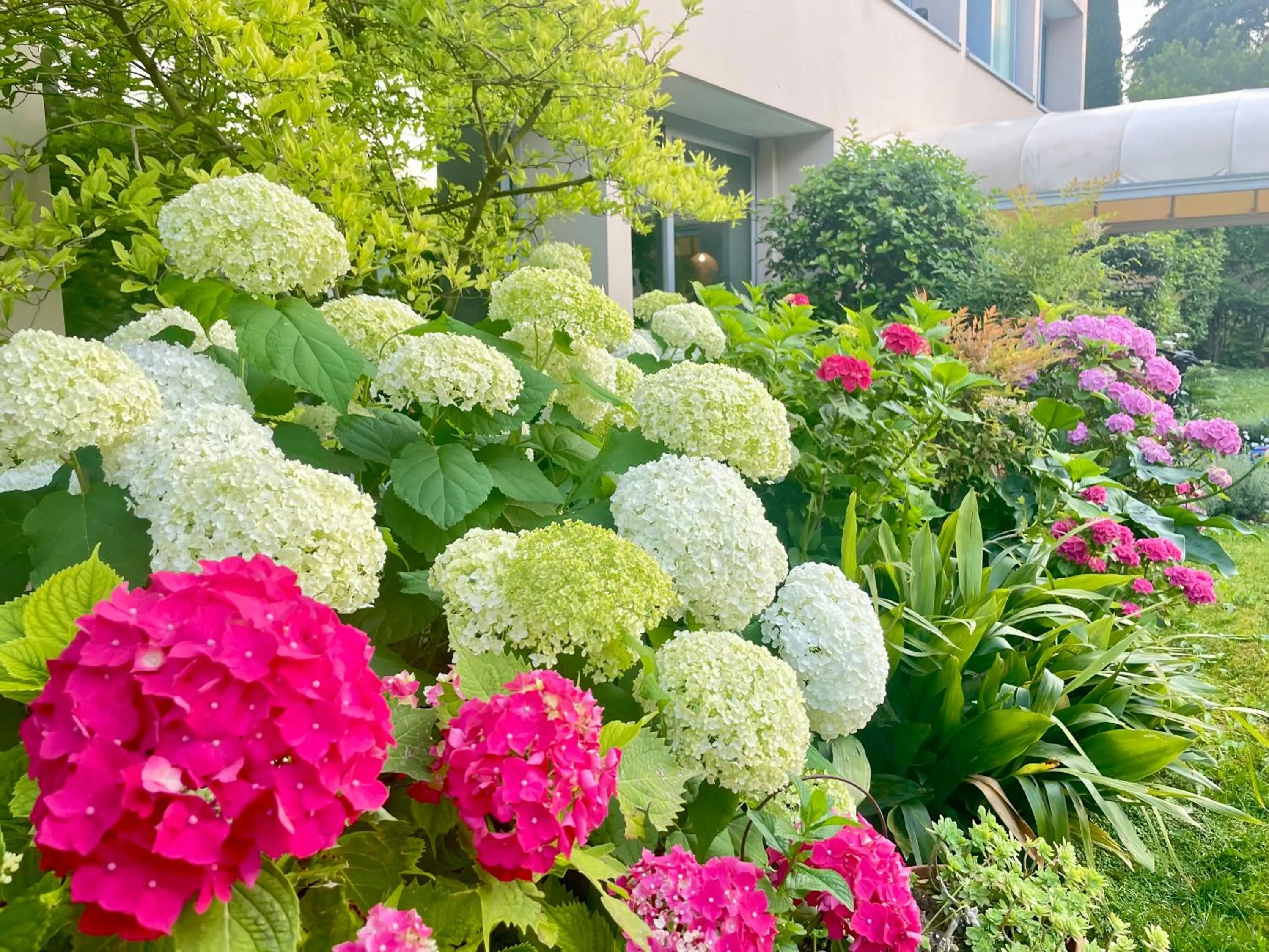Garden in Hotel Alfieri