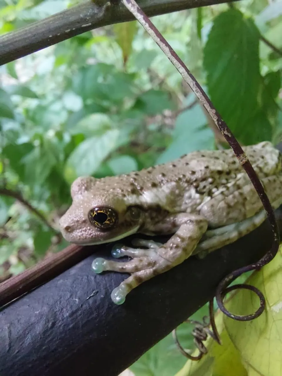 Animals in Surfside Mar Y Posa