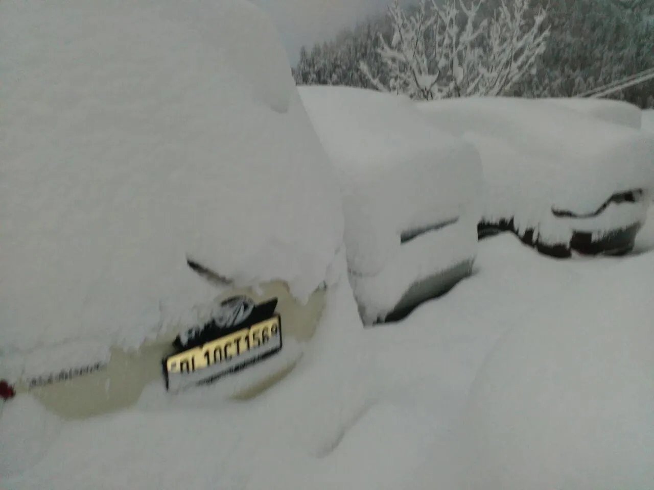 Natural landscape in Toshali Royal View ,S H I M L A