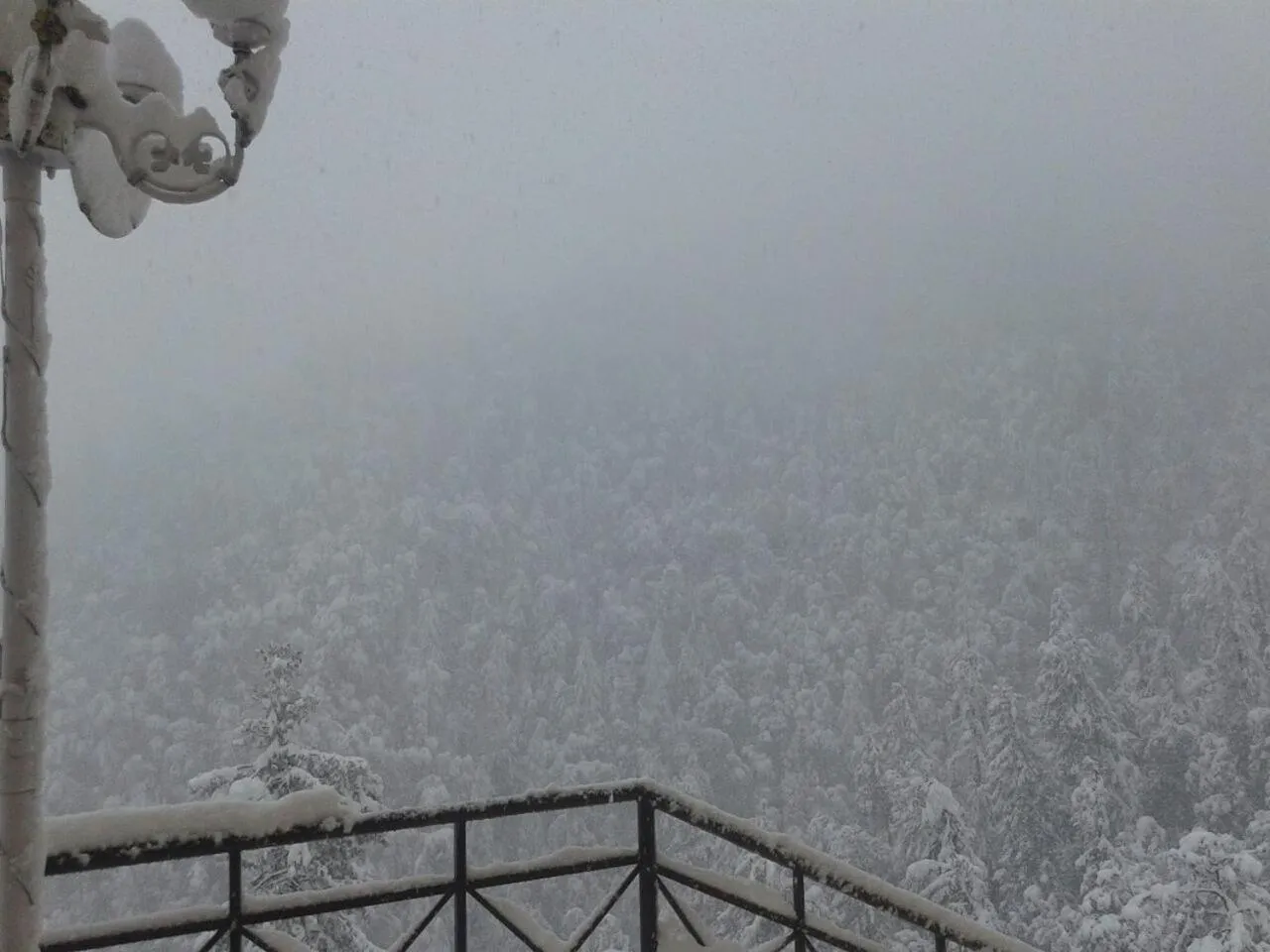 Natural landscape in Toshali Royal View ,S H I M L A