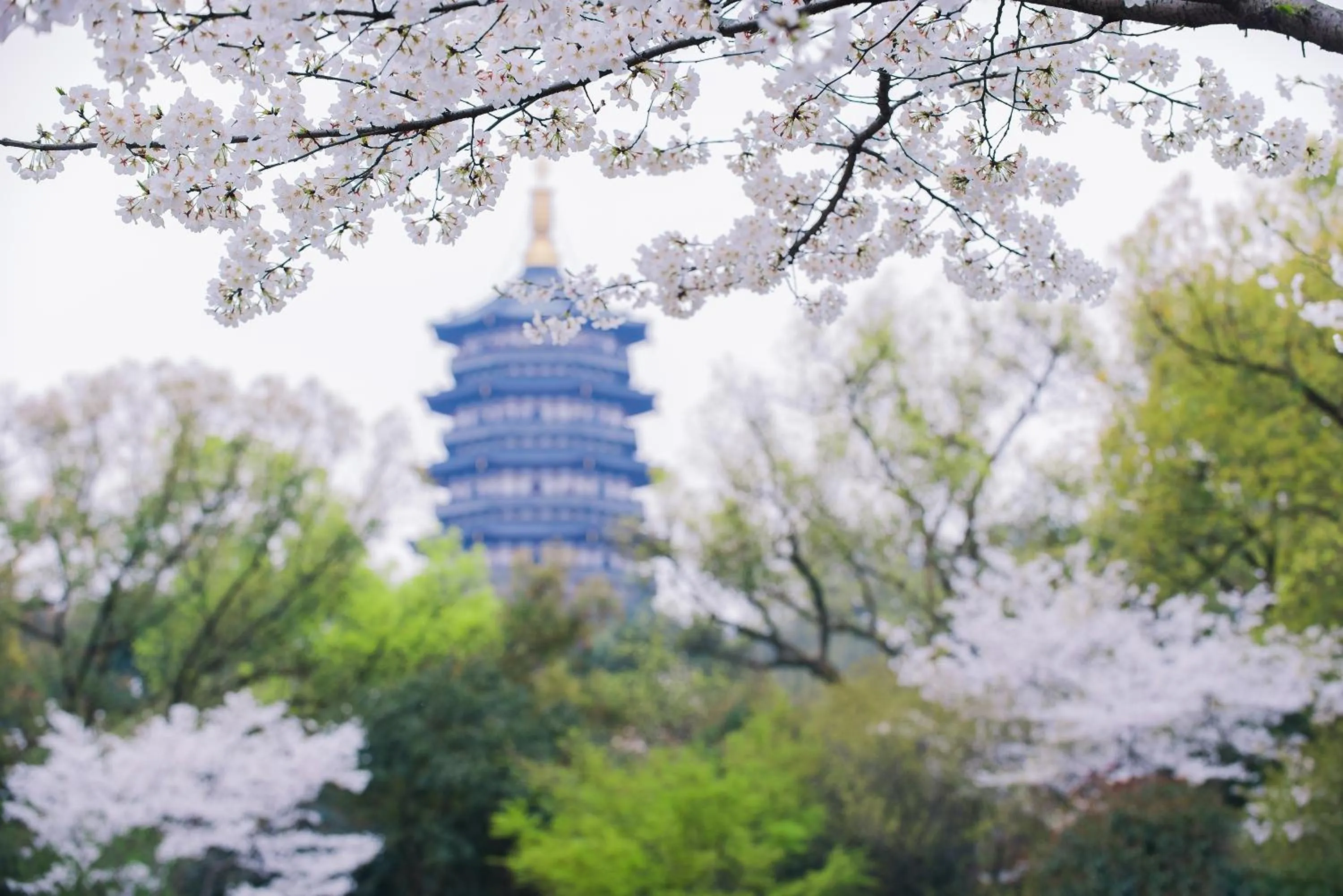 Garden in Zhejiang Xizi Hotel