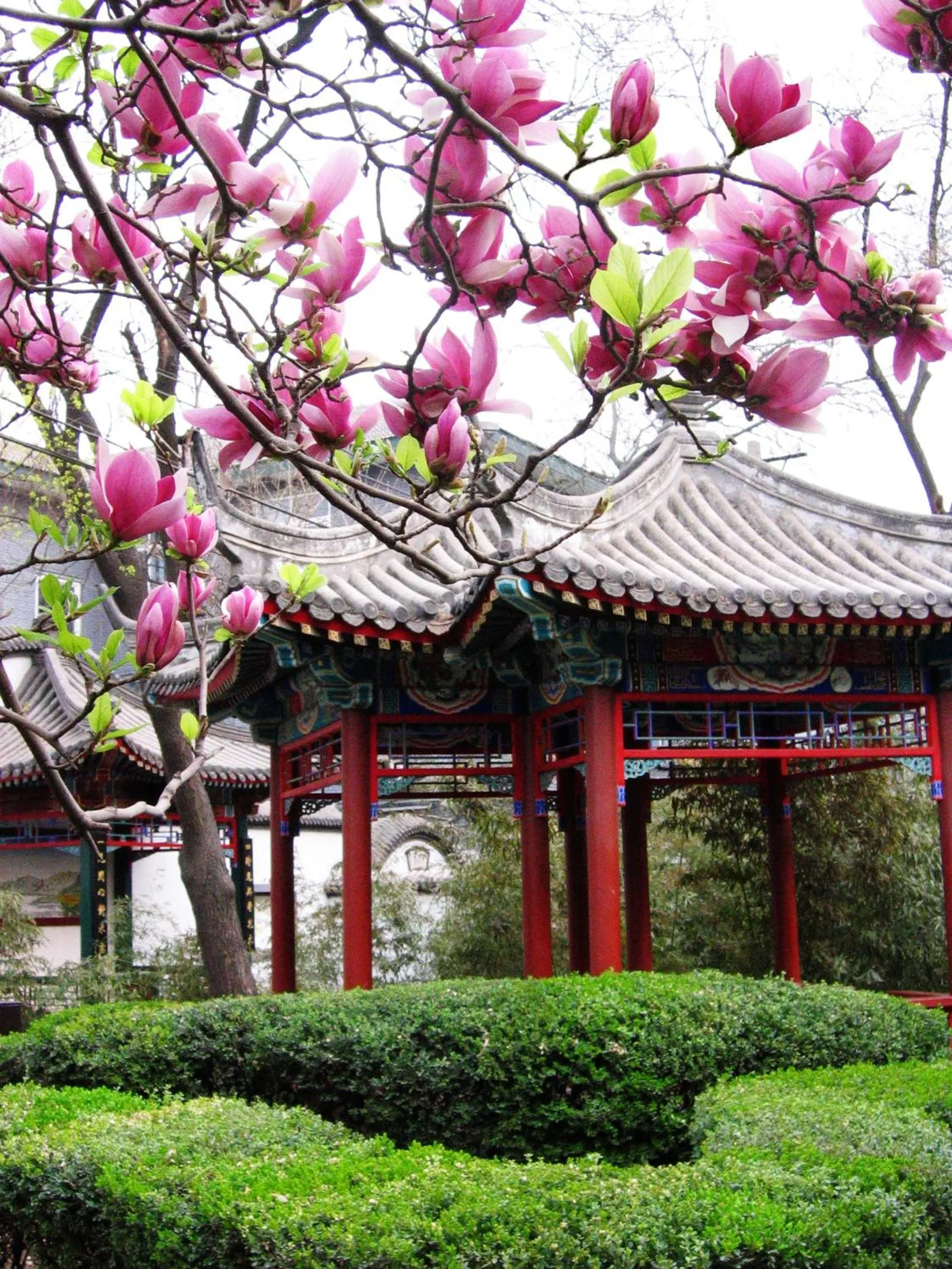 Garden in Xiyuan Hotel
