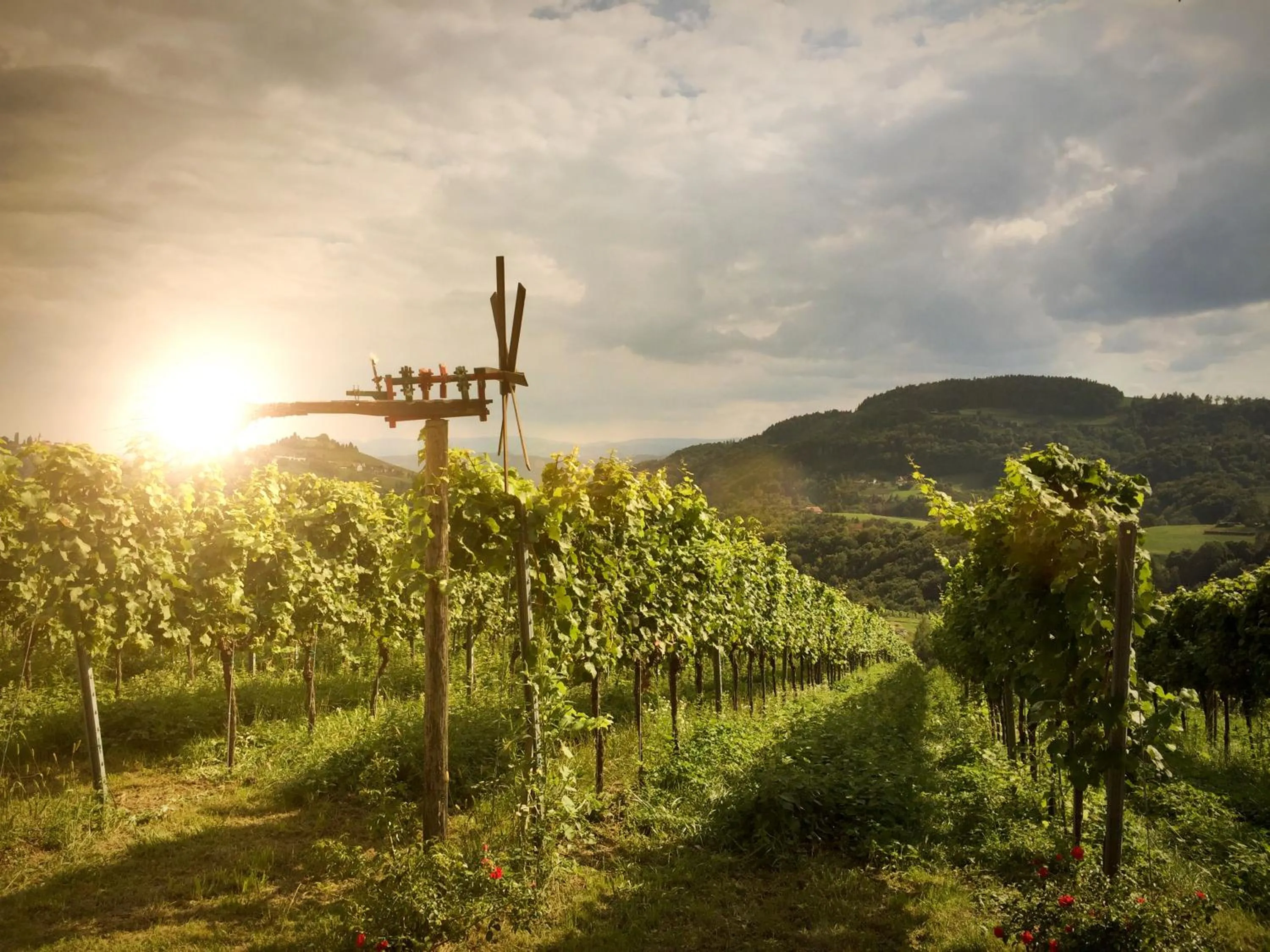 Winzerhotel am GUT MOSER