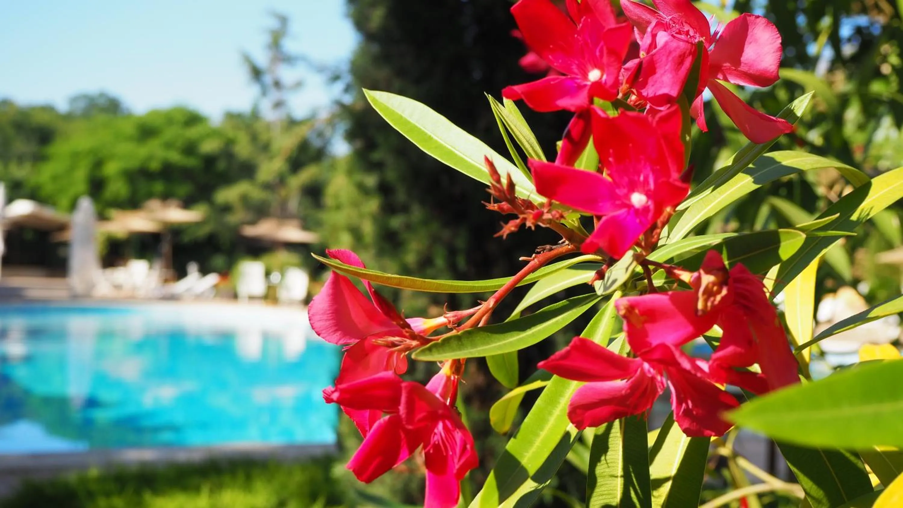 Garden in Joya Park Hotel