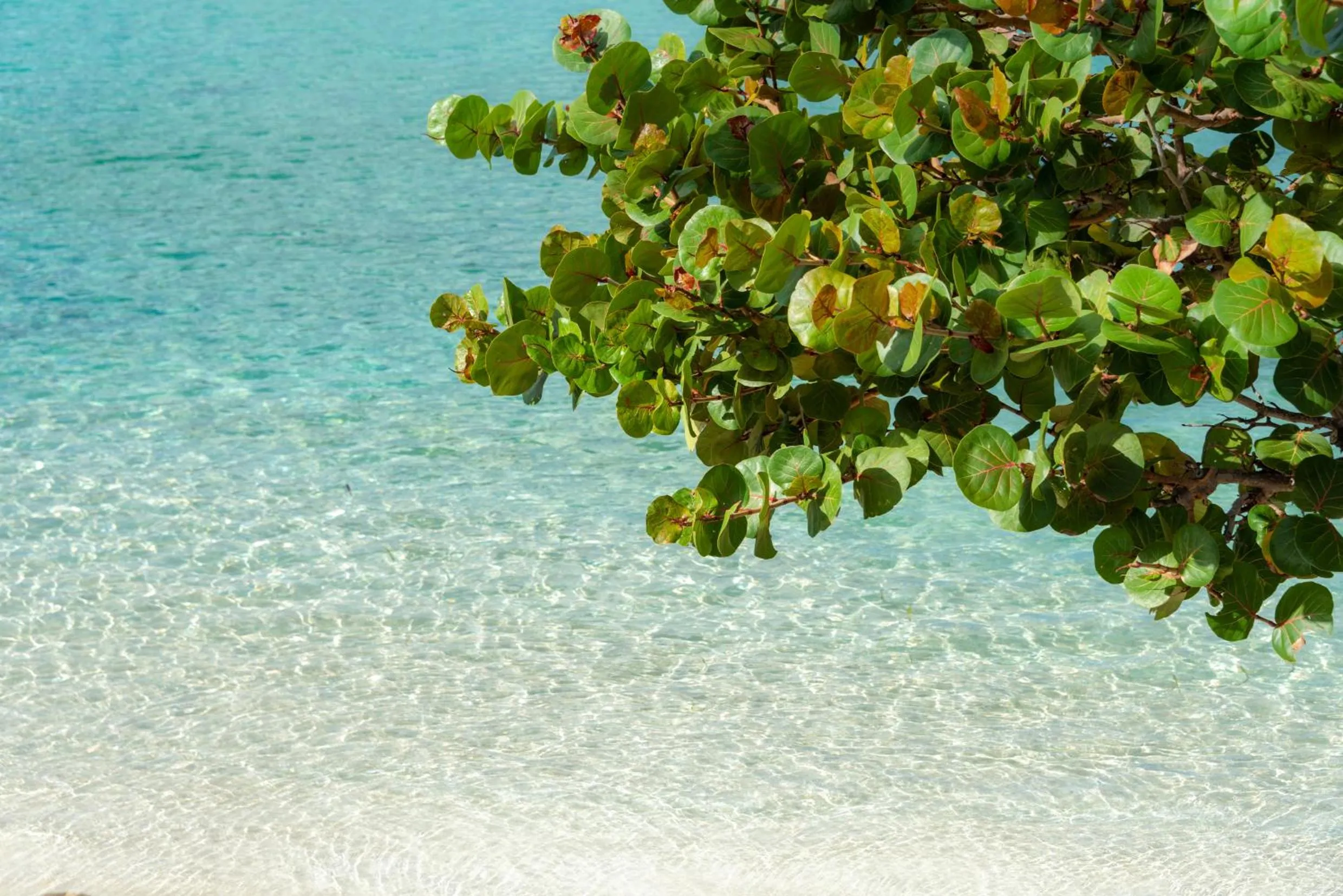 Beach in Grand Case Beach Club