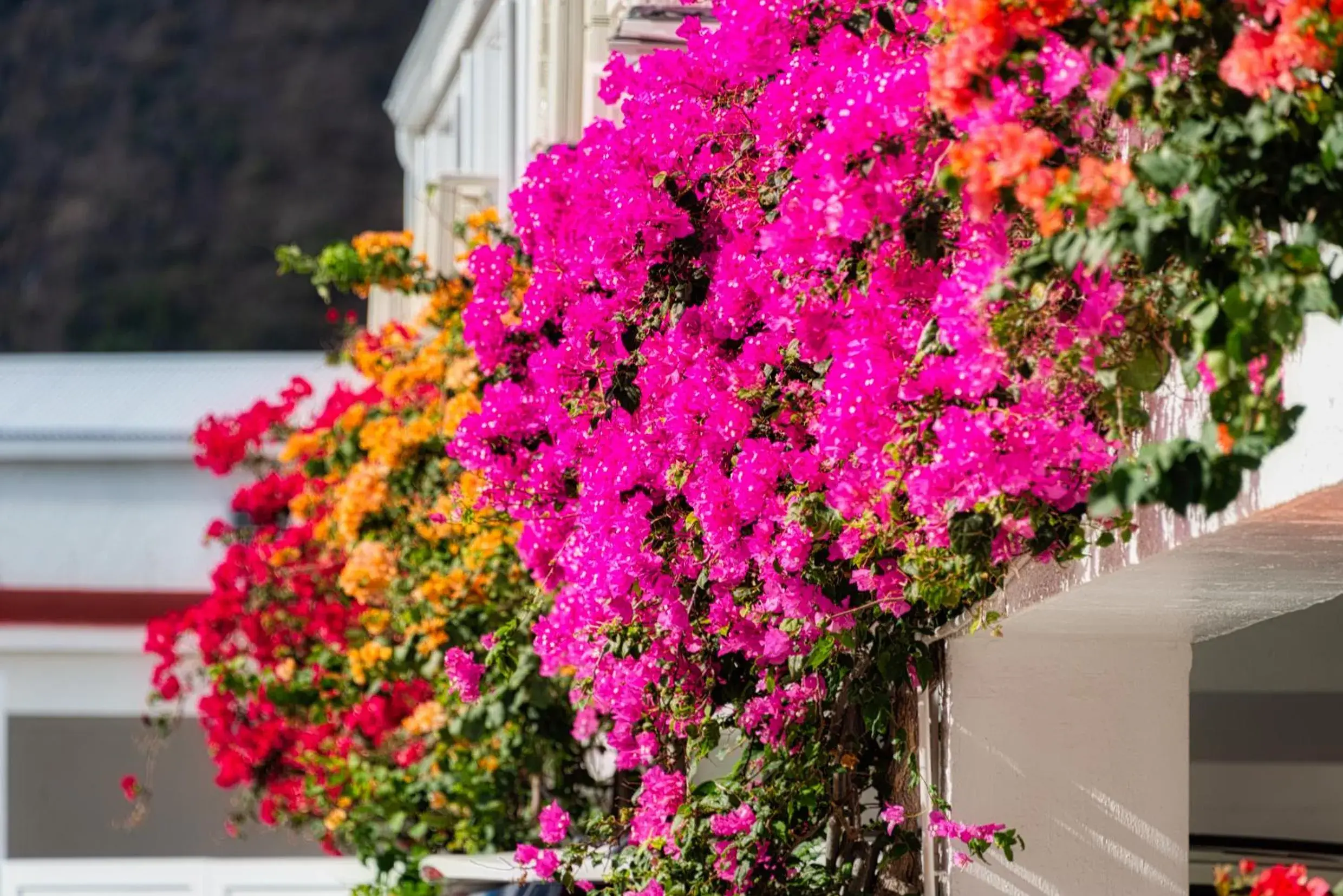 Facade/entrance in Grand Case Beach Club Facade/entrance in Grand Case Beach Club