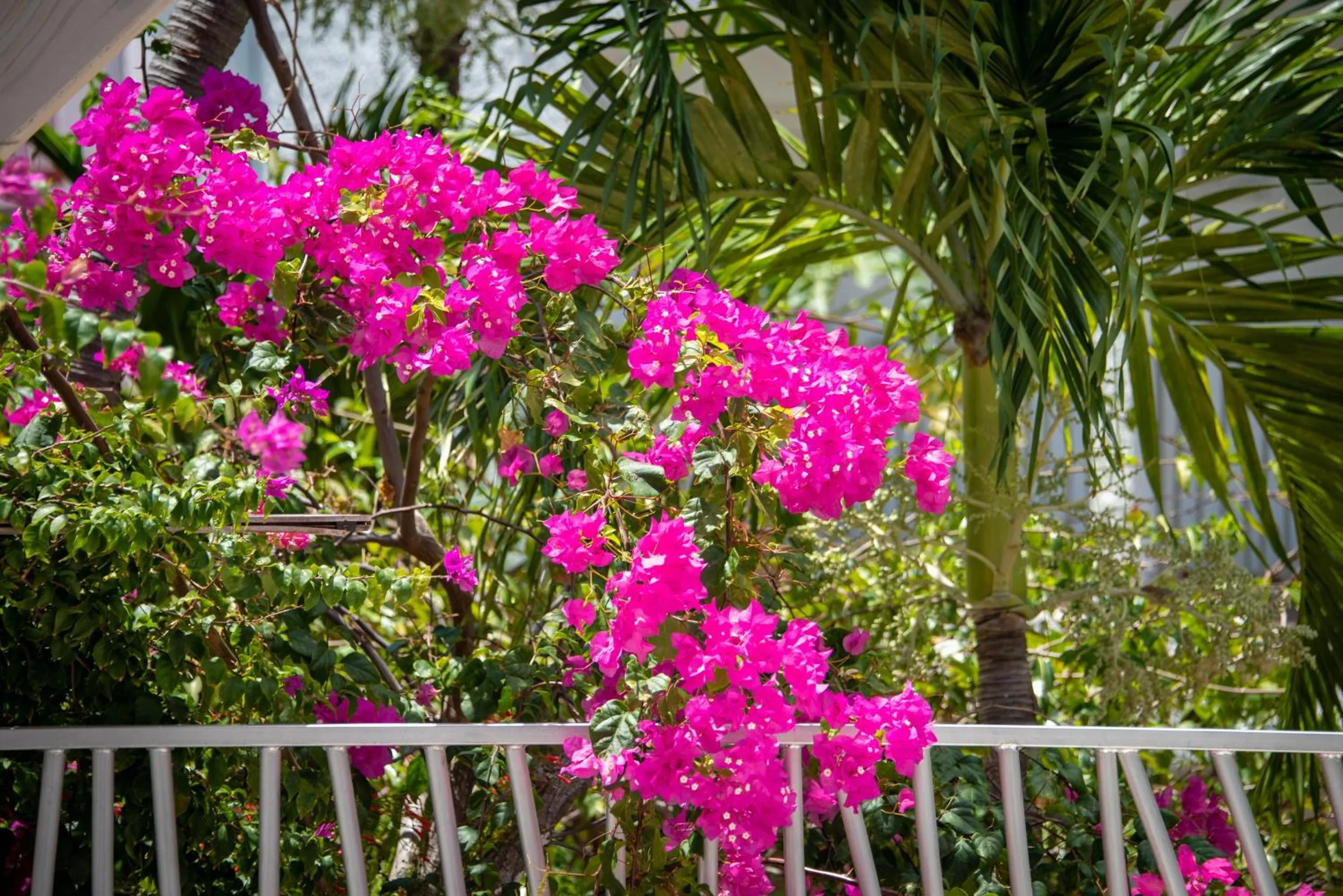 Garden view in Grand Case Beach Club