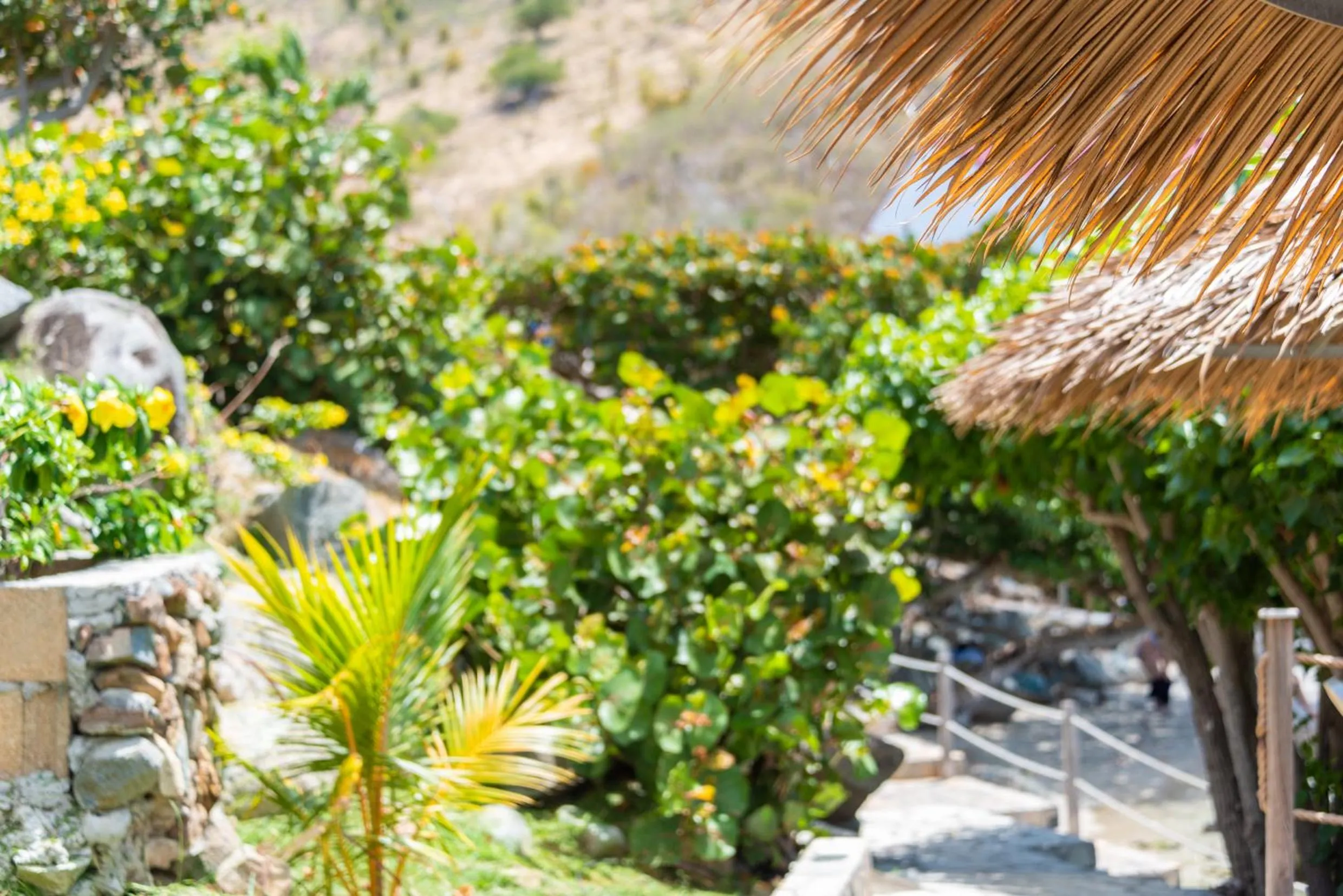 Garden in Grand Case Beach Club