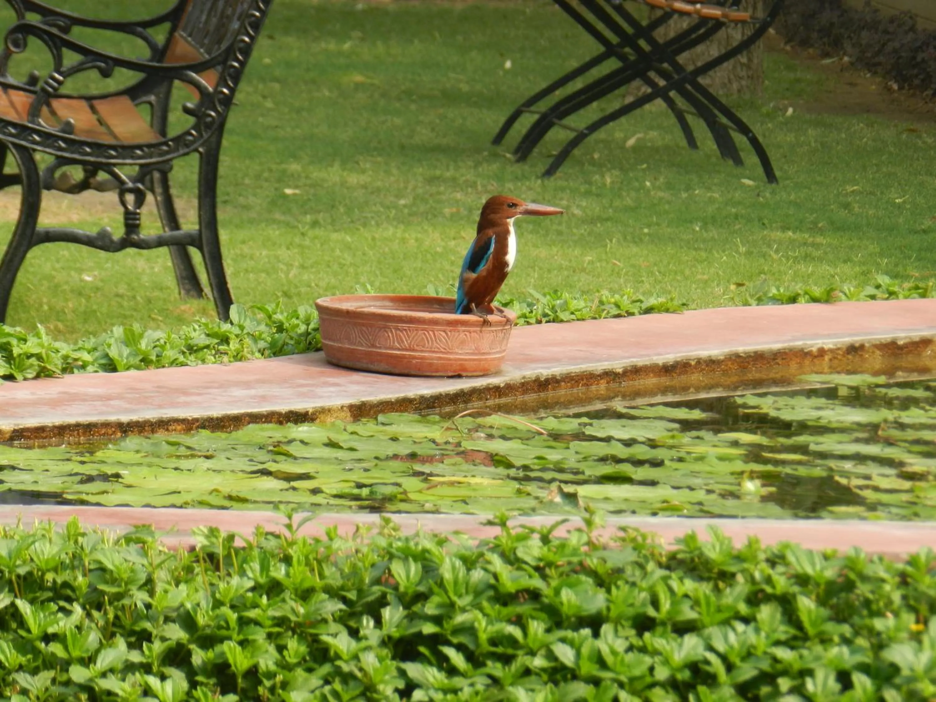 Garden in Hotel Jai Niwas