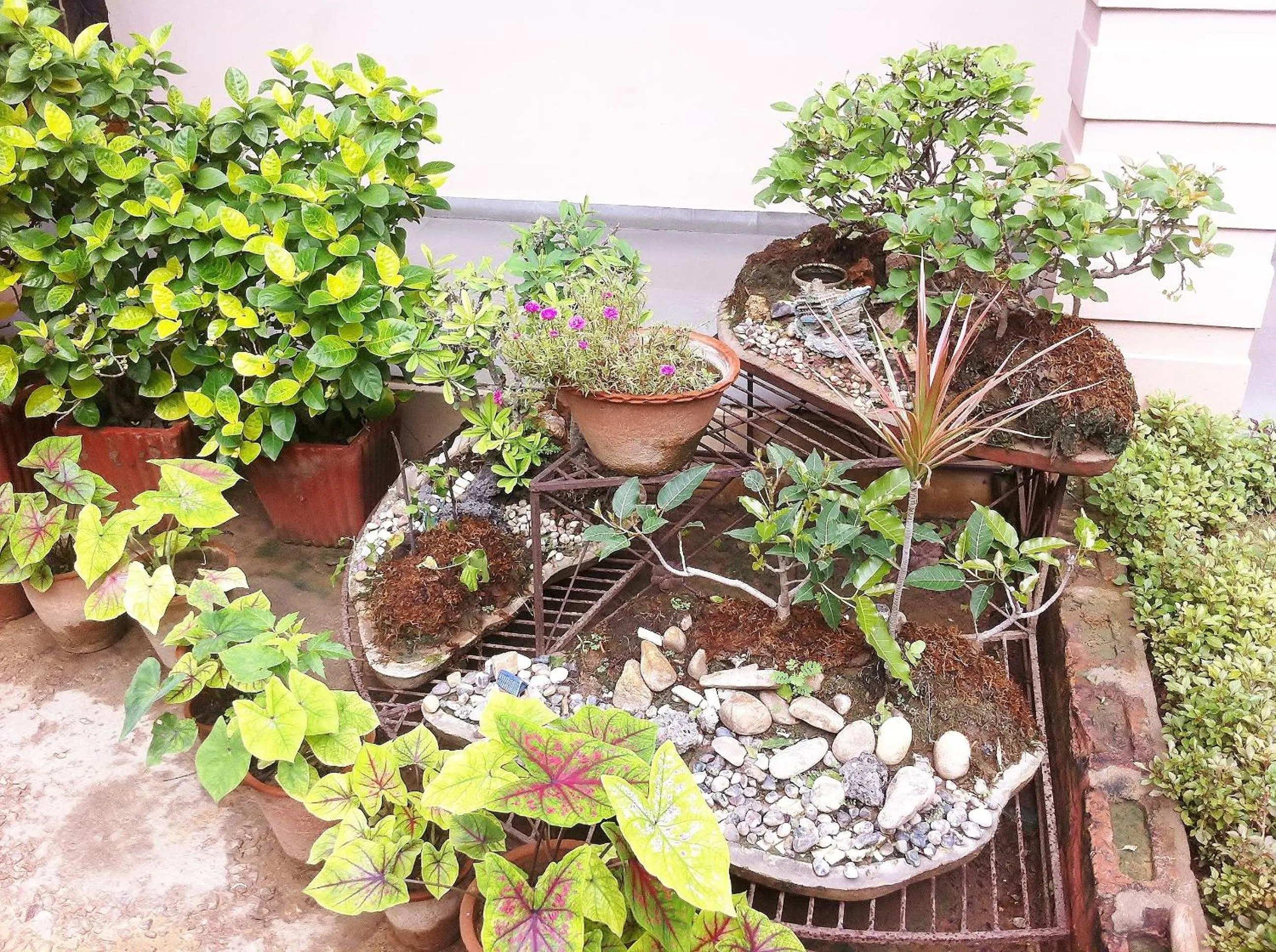 Garden in Hotel Jai Niwas