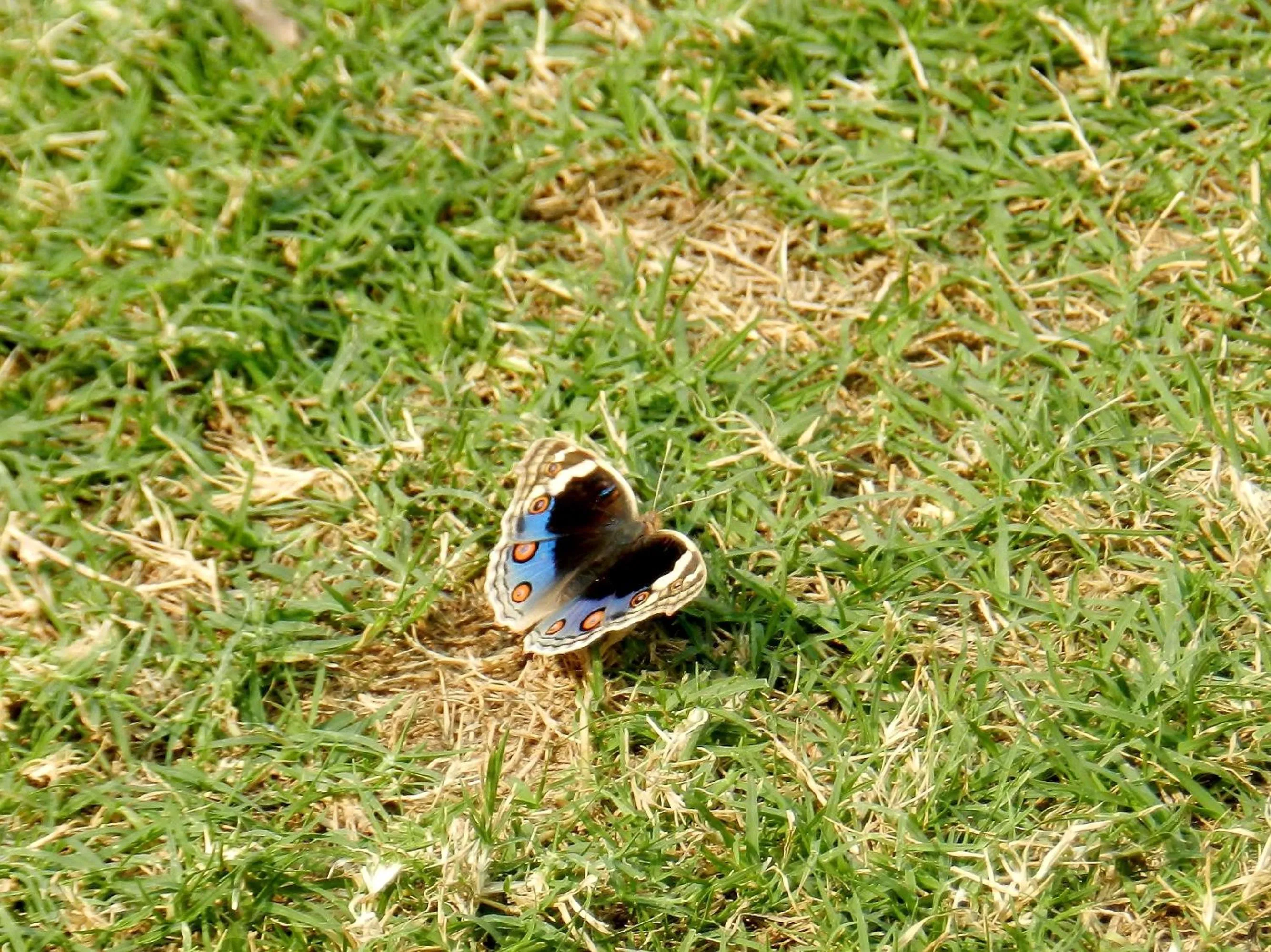 Garden in Hotel Jai Niwas