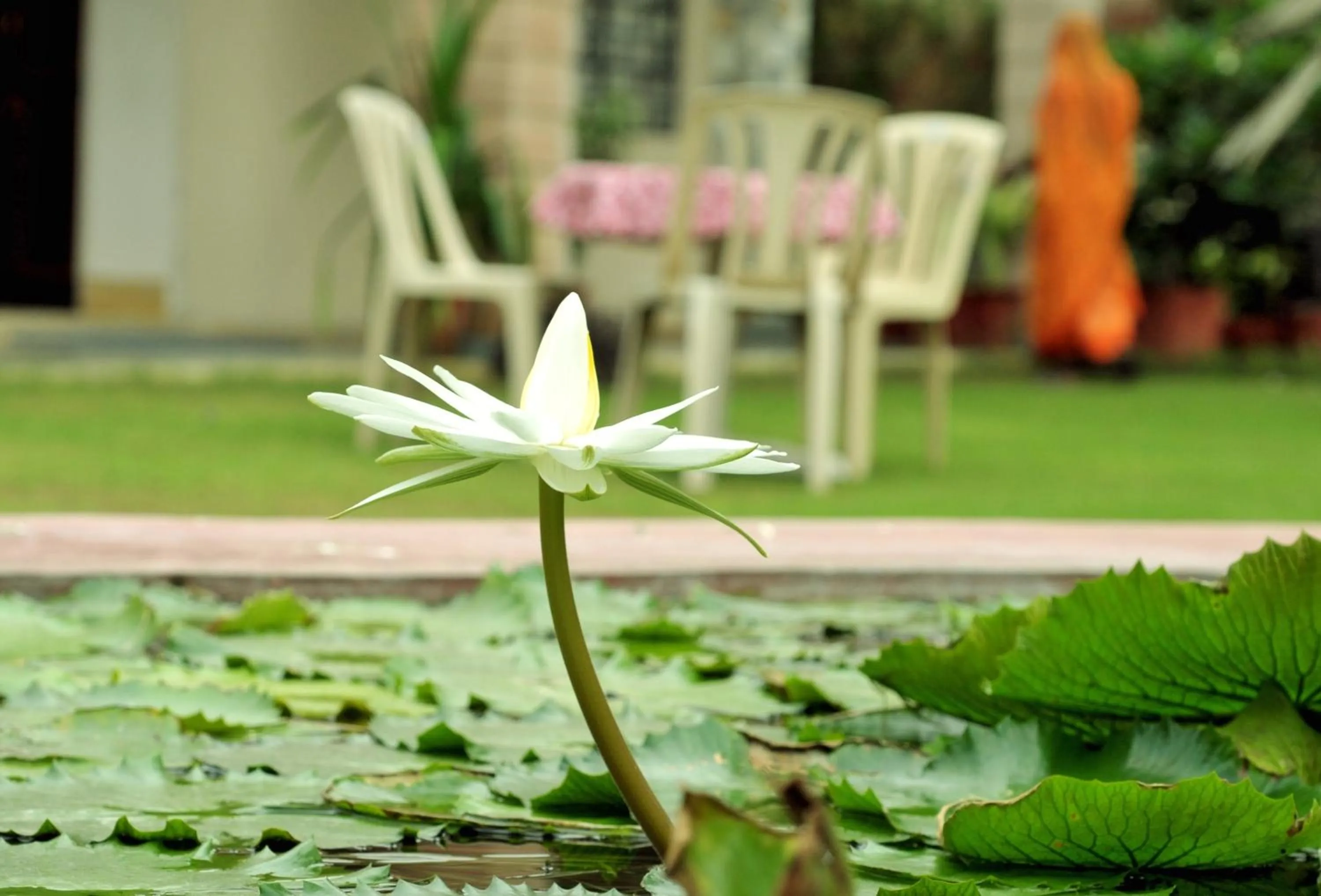 Garden in Hotel Jai Niwas